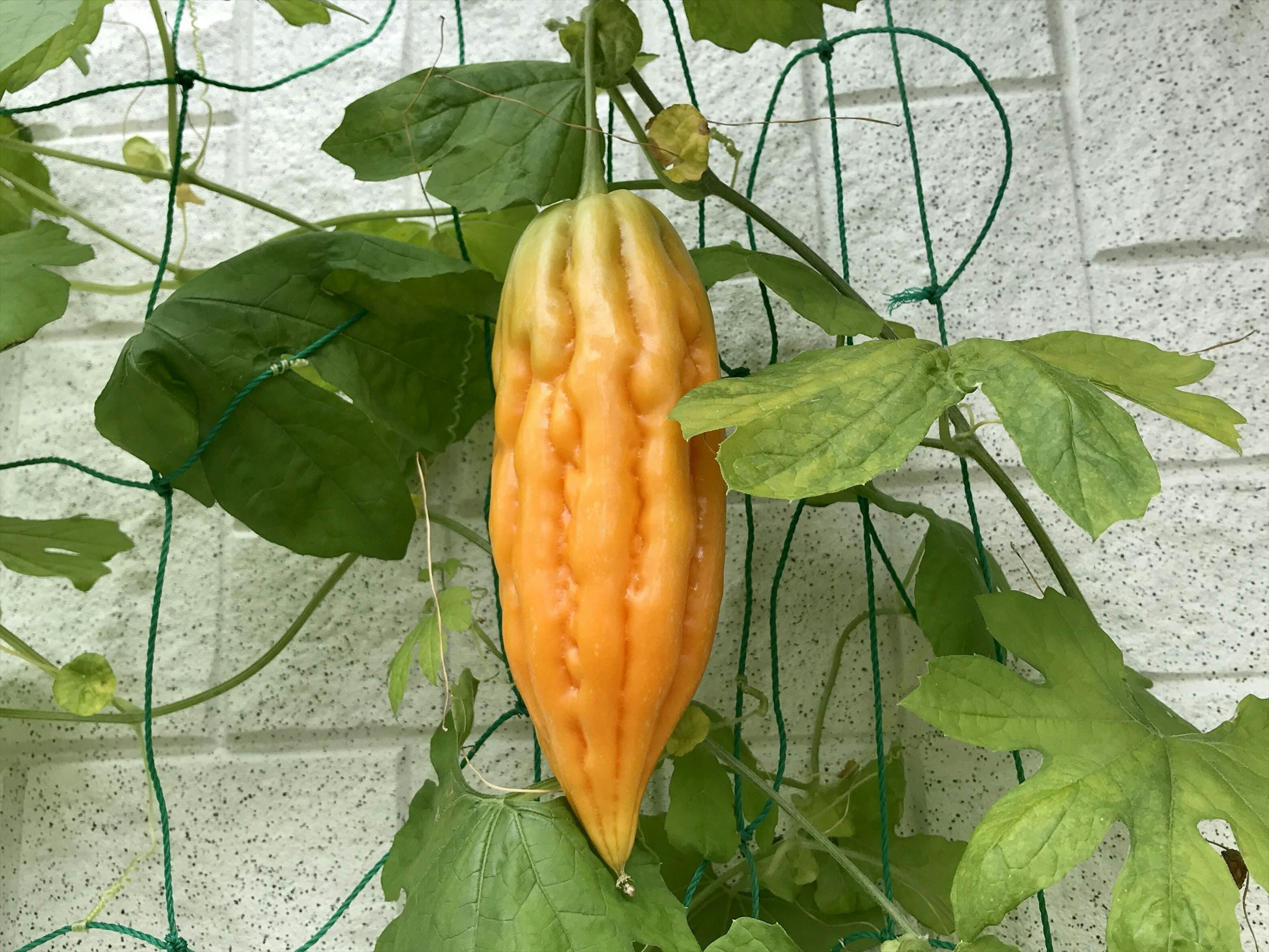 An orange bitter melon hanging among green leaves