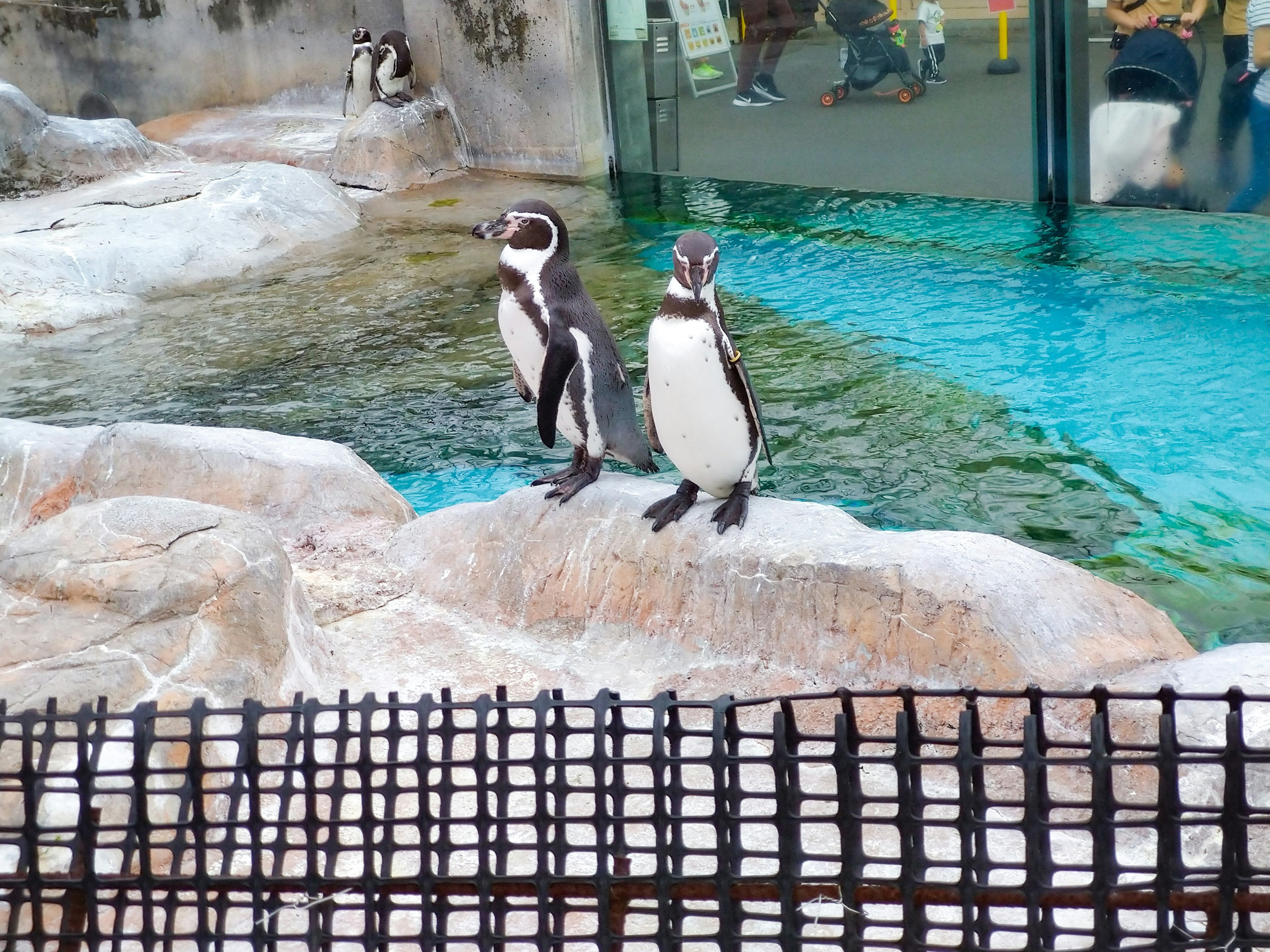 Two penguins standing on rocks in an aquarium setting