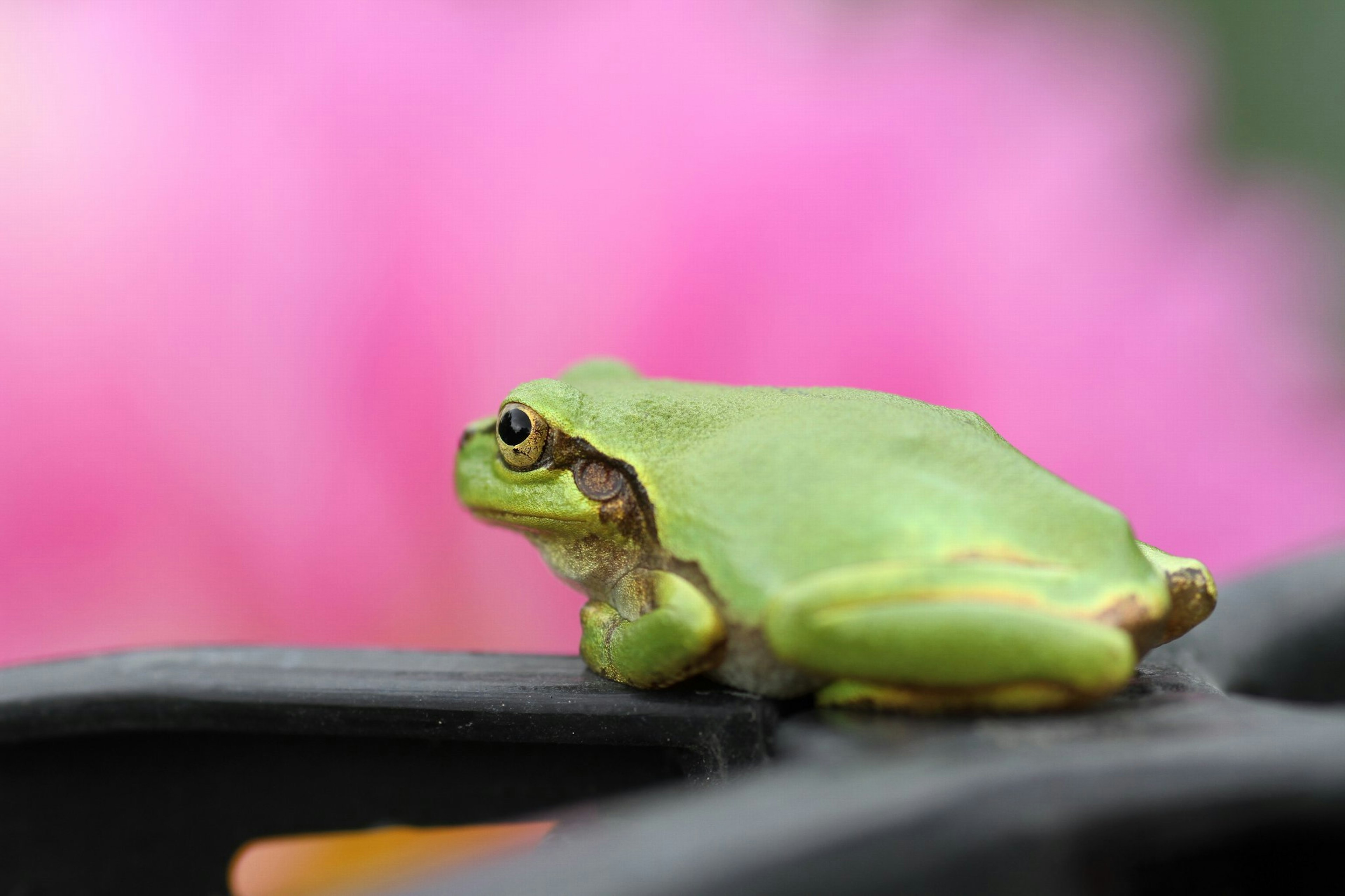 Une grenouille verte assise sur une tige noire avec un arrière-plan flou de fleurs roses