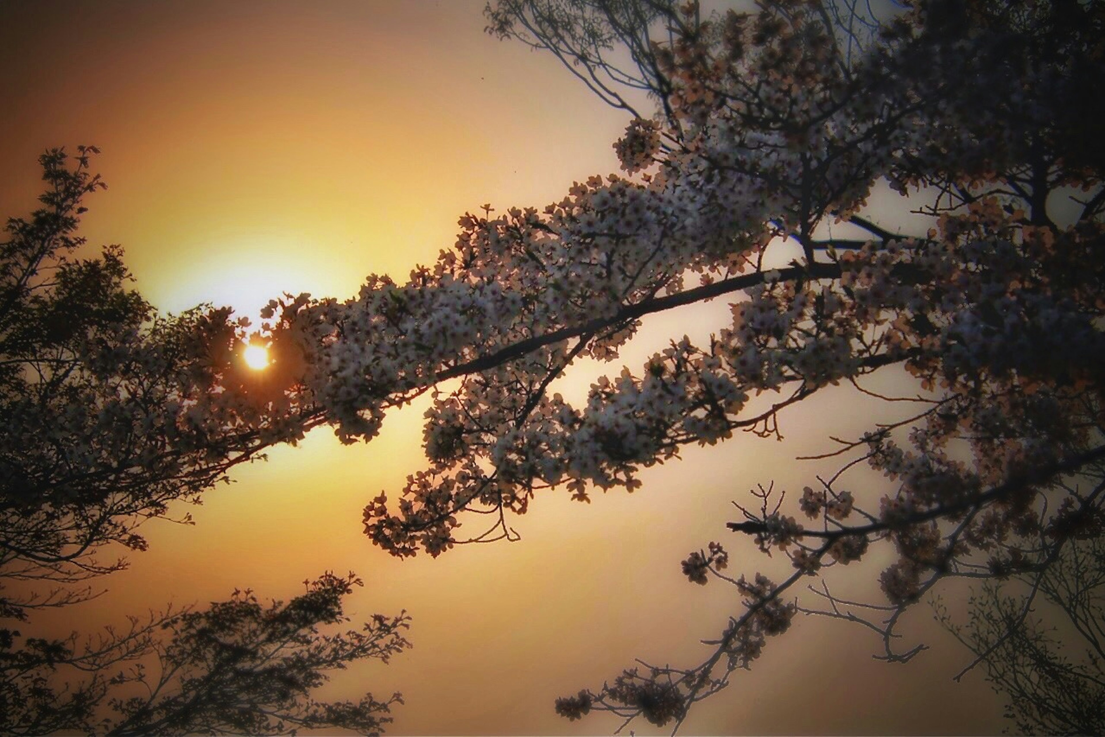 Branches de cerisier en silhouette contre un coucher de soleil