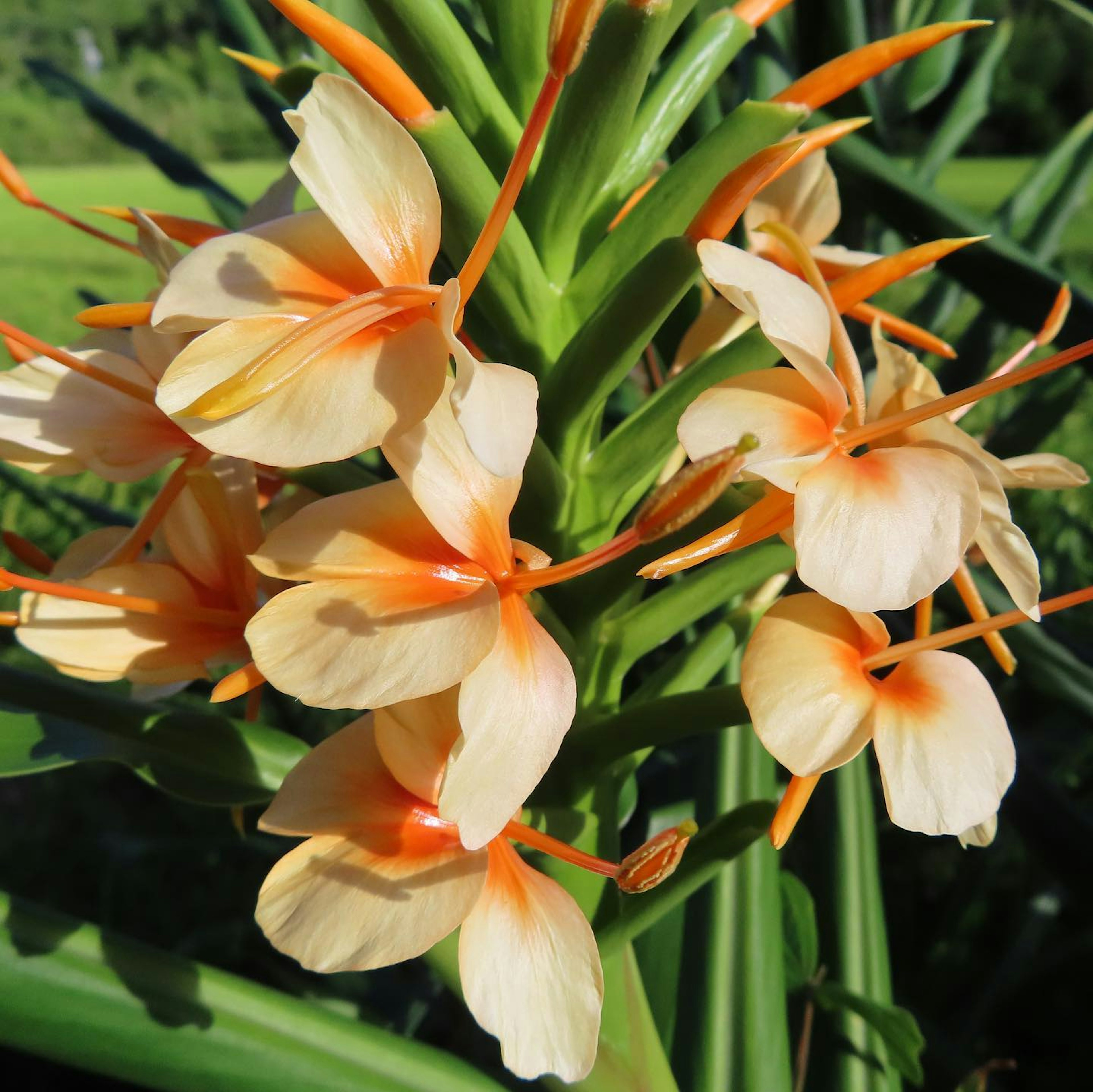 Primer plano de una planta con flores color crema y acentos naranjas