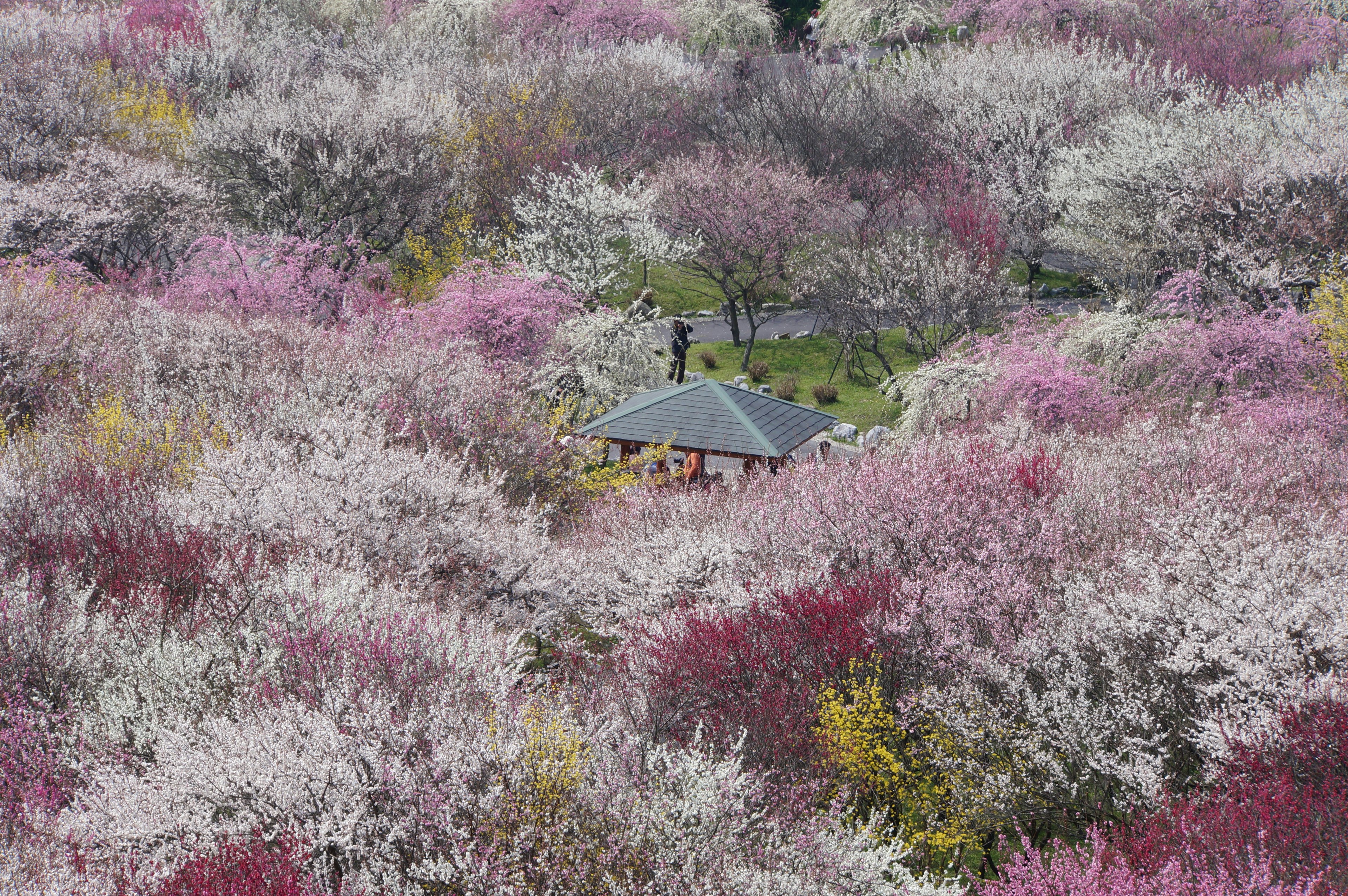 Vista scenica di un piccolo padiglione circondato da alberi in fiore colorati