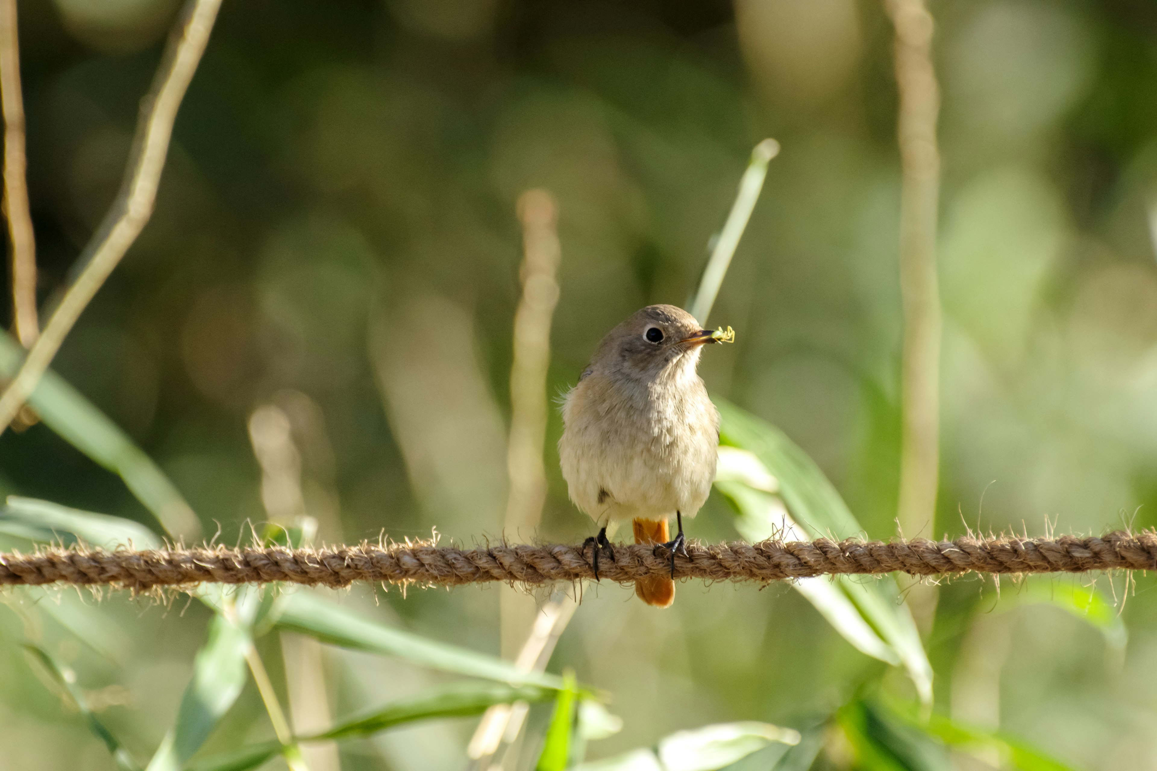 Un pequeño pájaro posado en una cuerda con plantas verdes de fondo