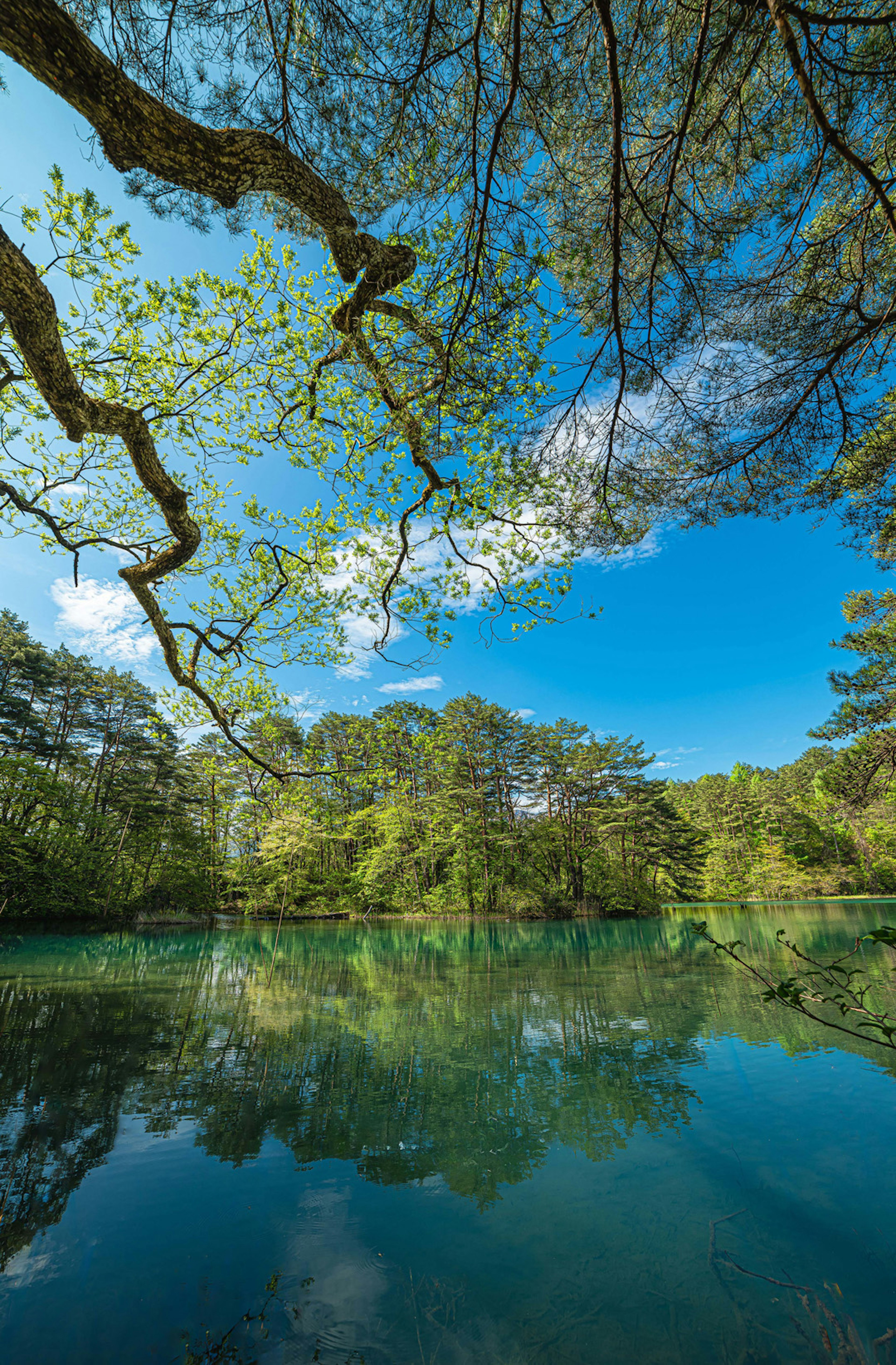 Ruhiger Seeblick, der den blauen Himmel und die grünen Bäume spiegelt