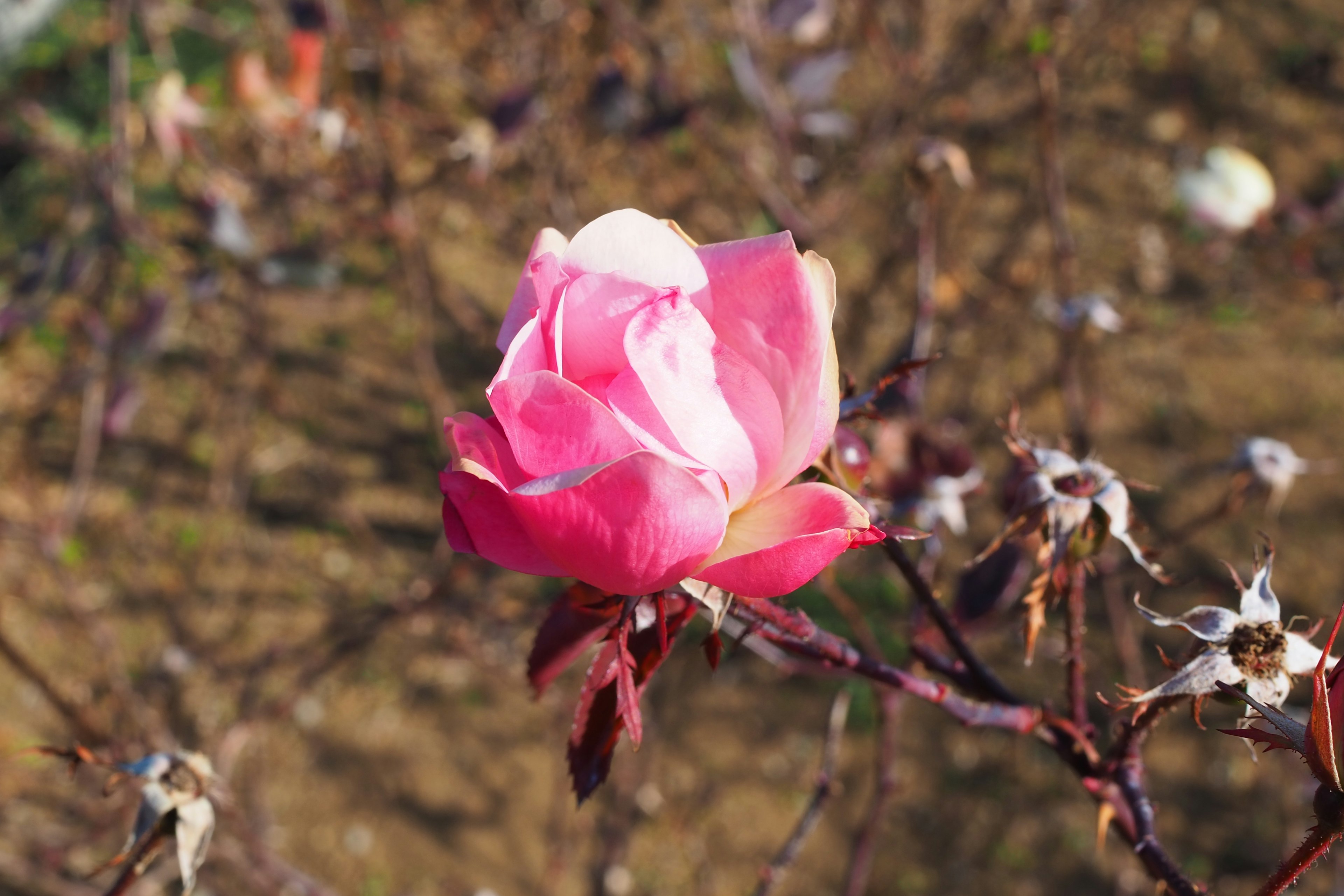 A vibrant pink rose blooming on a branch