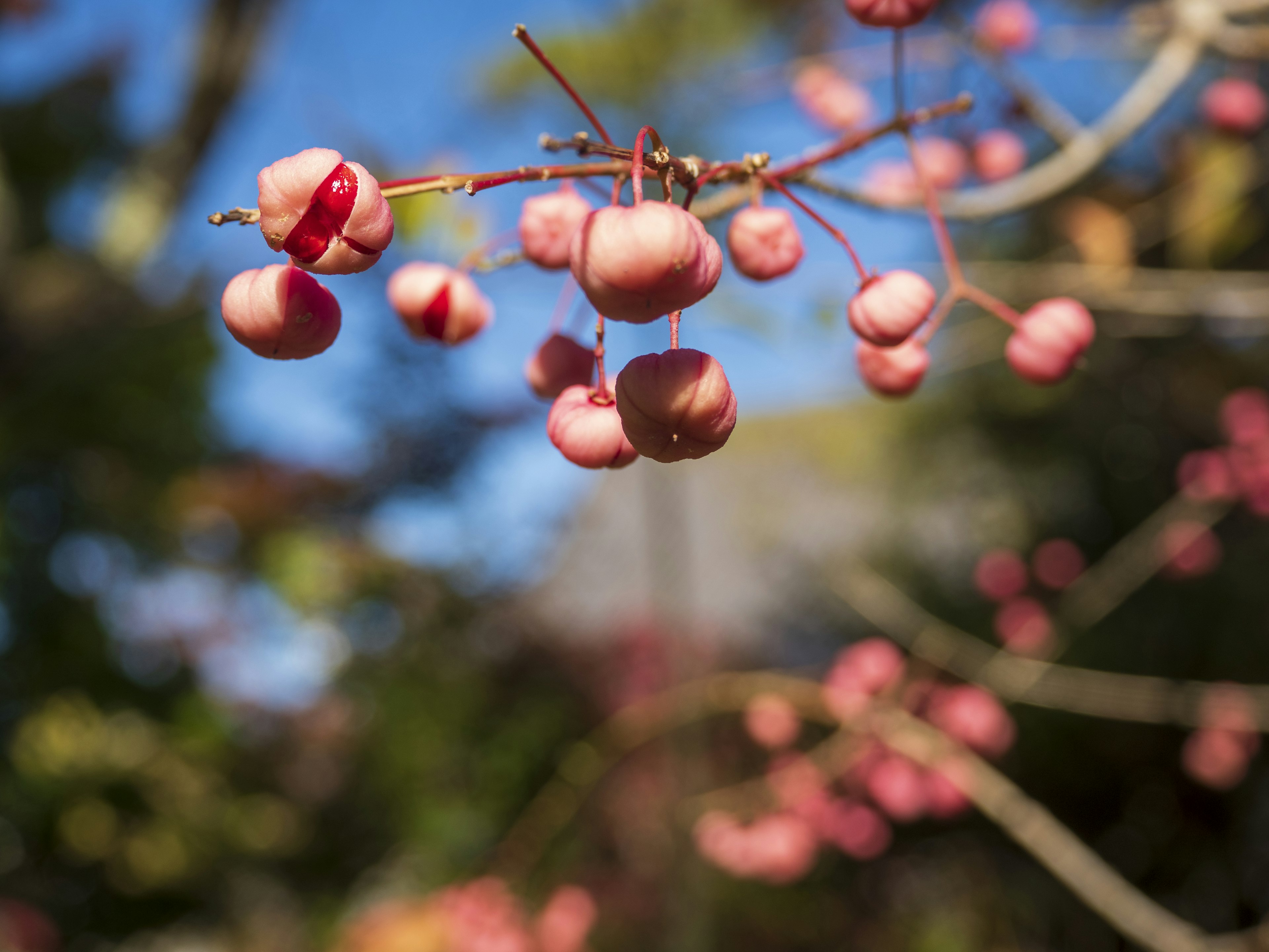 Primo piano di rami con frutti rosa contro un cielo blu