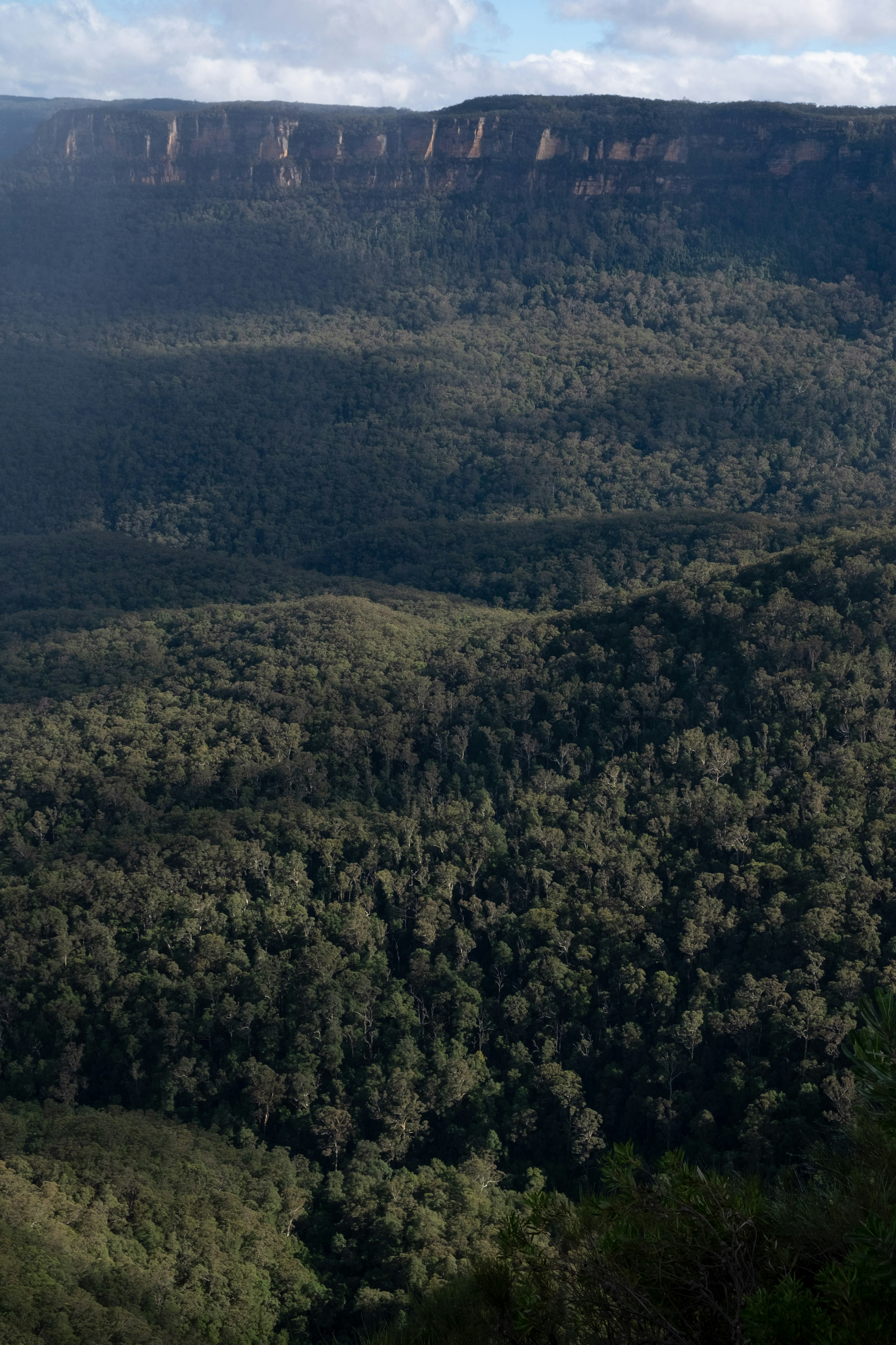 Üppige grüne Waldlandschaft mit fernen Bergen