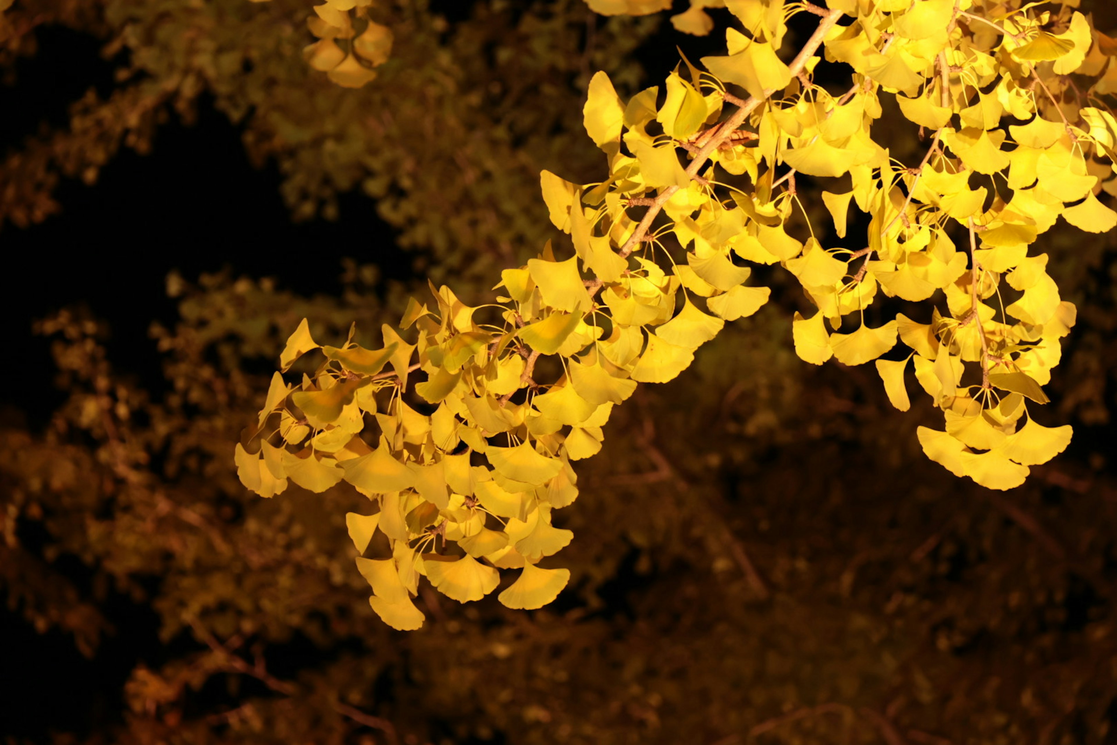 Branche de feuilles jaunes brillantes dans l'obscurité