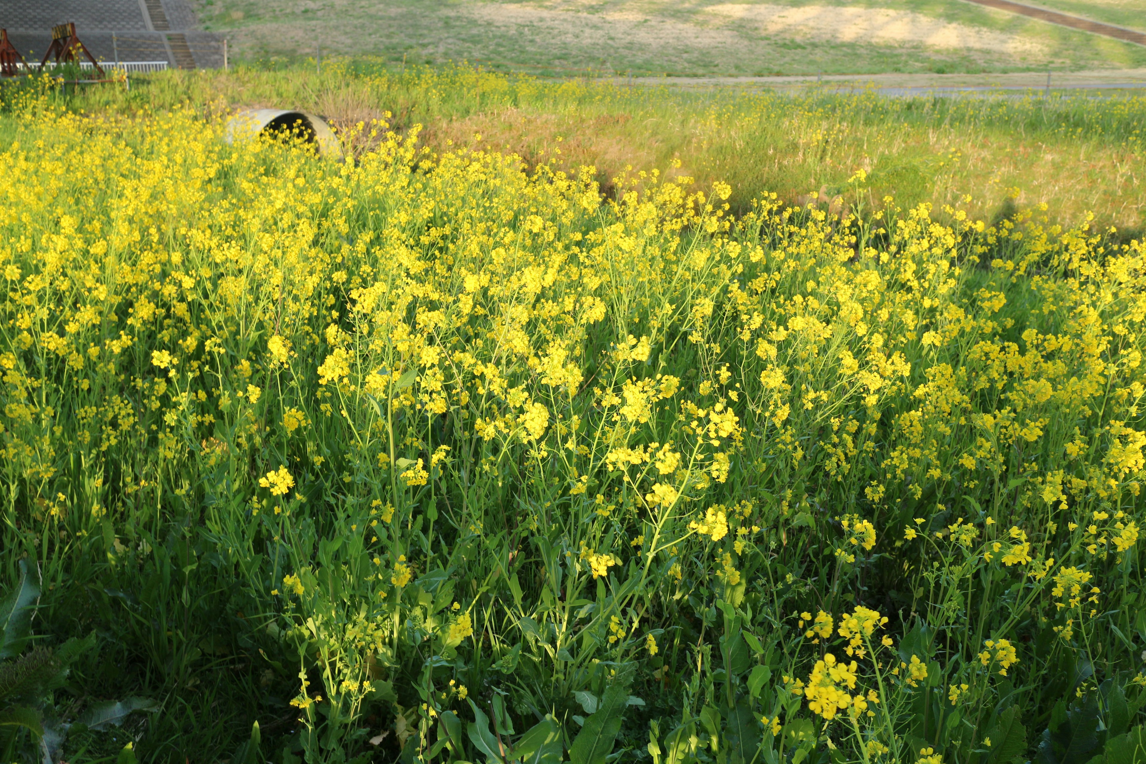 A landscape of green grass with blooming yellow flowers