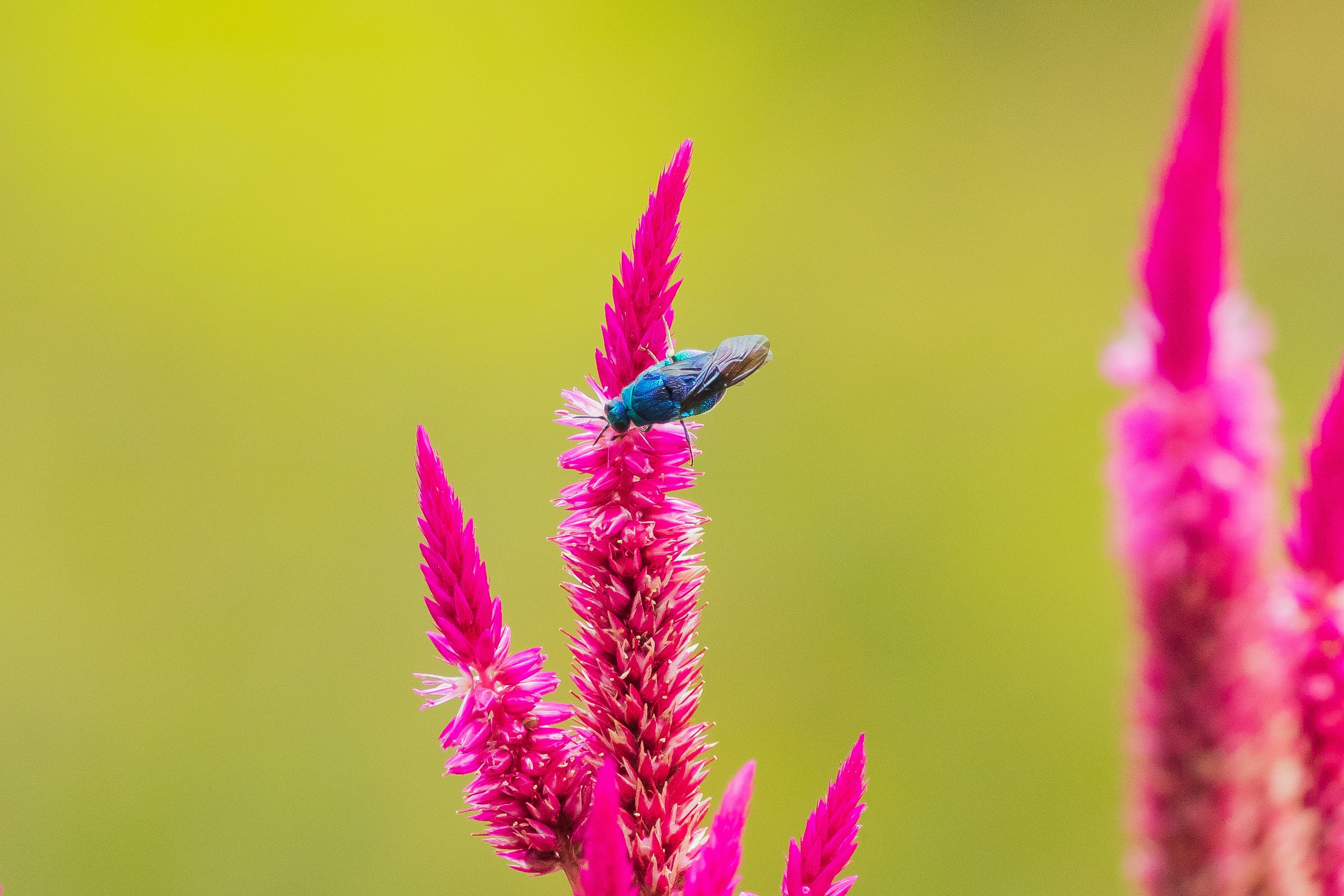 鮮やかなピンクの花と青い昆虫のクローズアップ