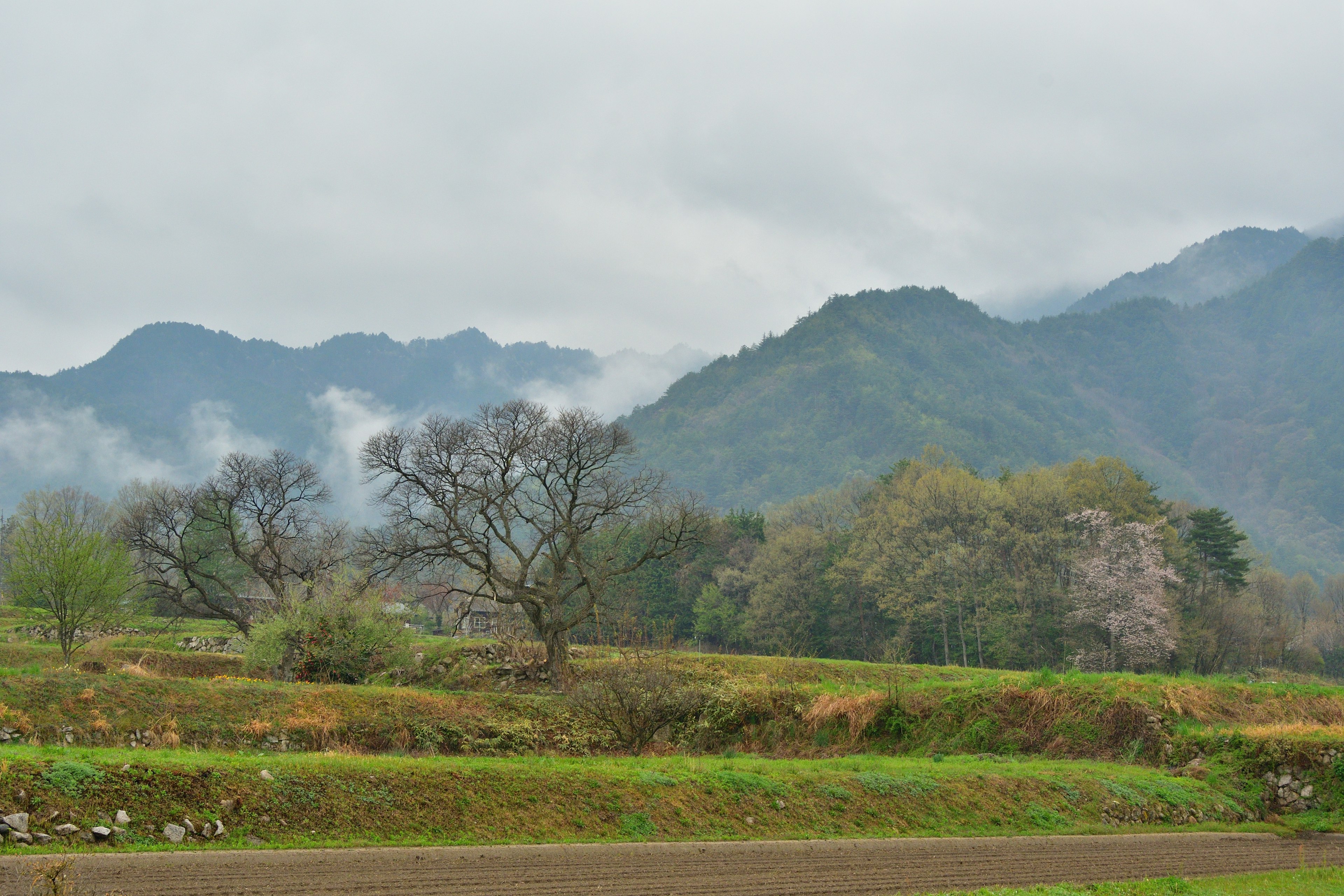 ภูเขาที่มีหมอกและทิวทัศน์ชนบทสีเขียว