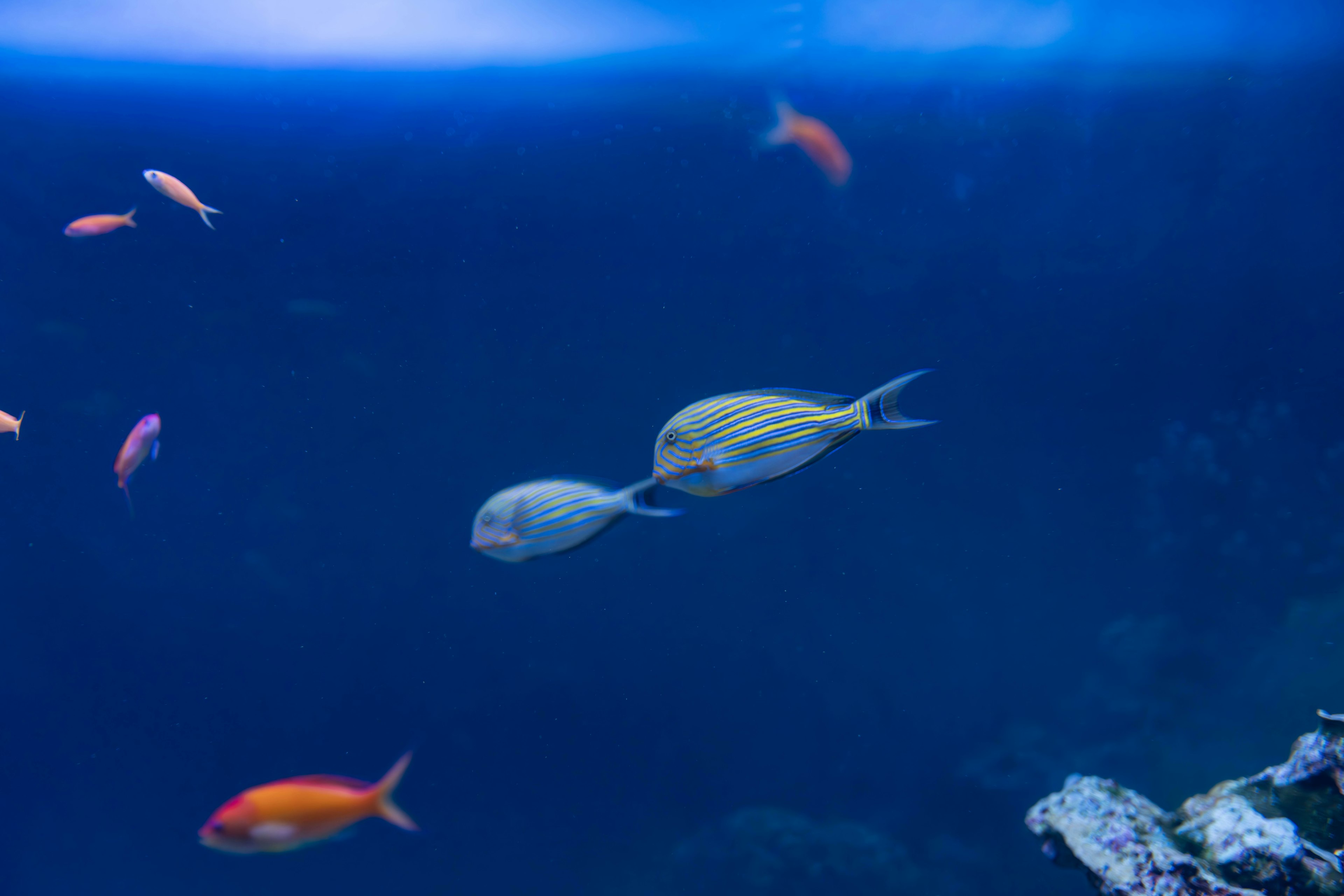 Striped fish swimming in blue water with colorful small fish