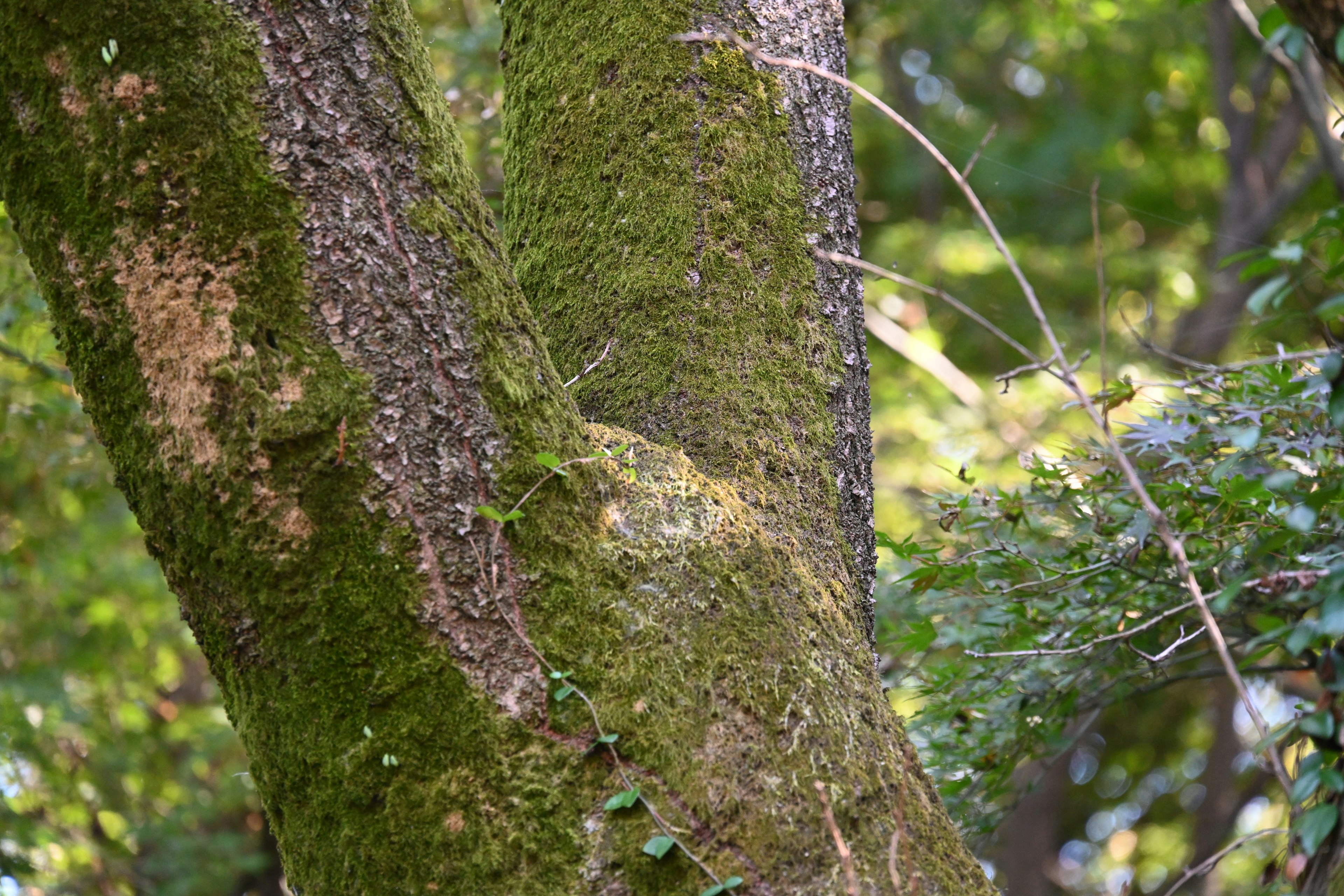 Tronco de árbol cubierto de musgo en un entorno verde