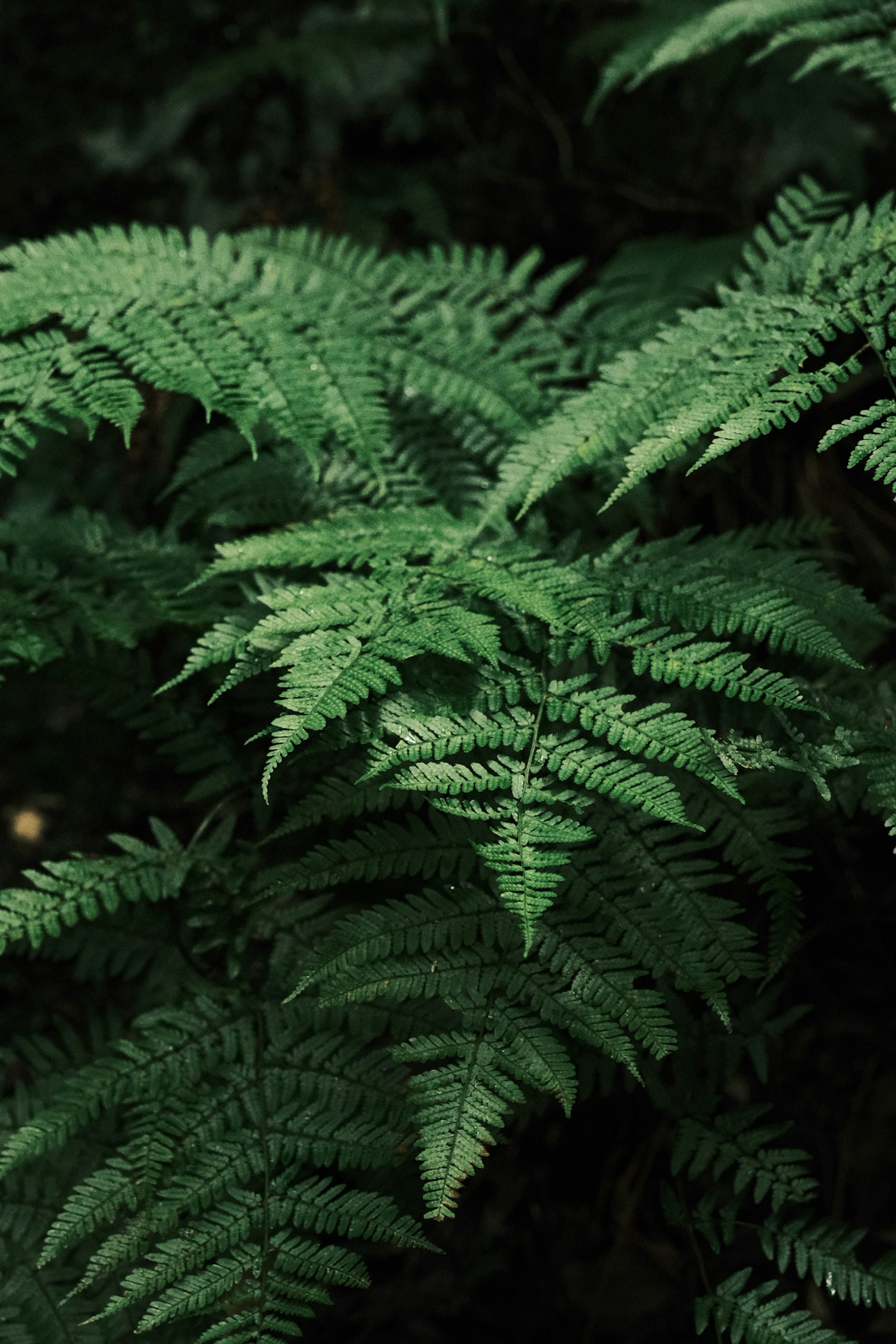 Gros plan de feuilles de fougère vertes luxuriantes avec des motifs complexes