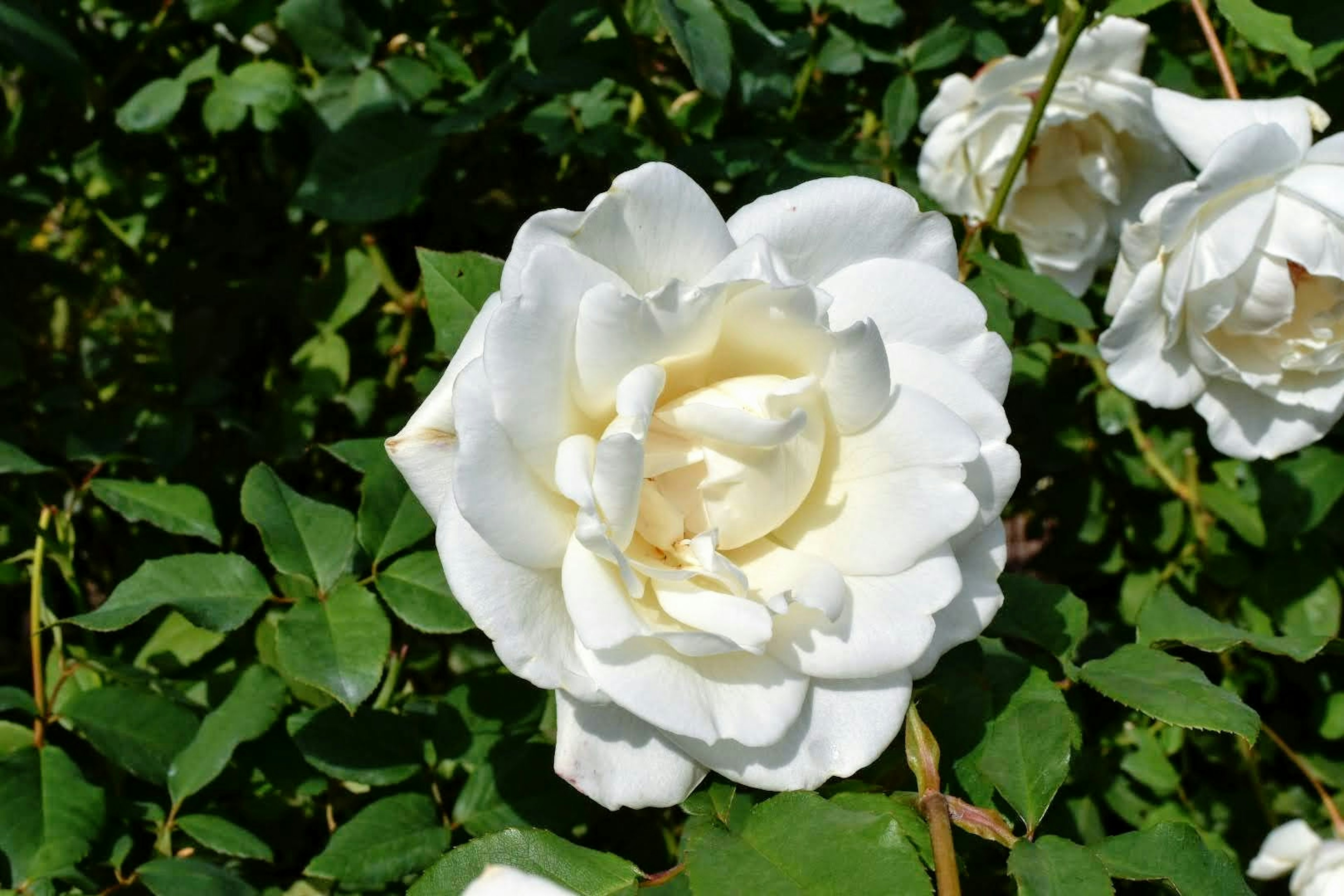 Eine weiße Rose blüht zwischen grünen Blättern