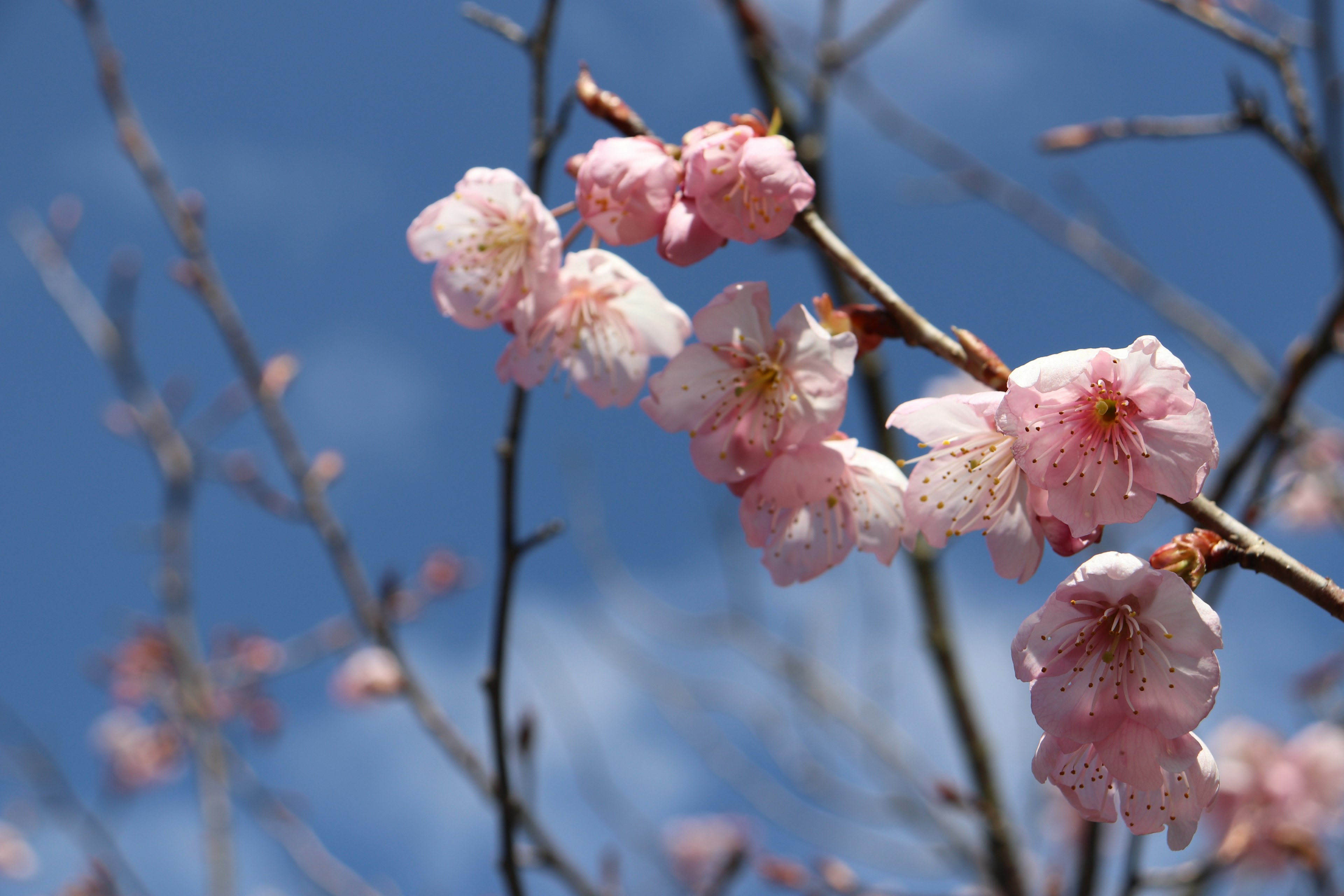 Bunga sakura mekar di cabang di bawah langit biru