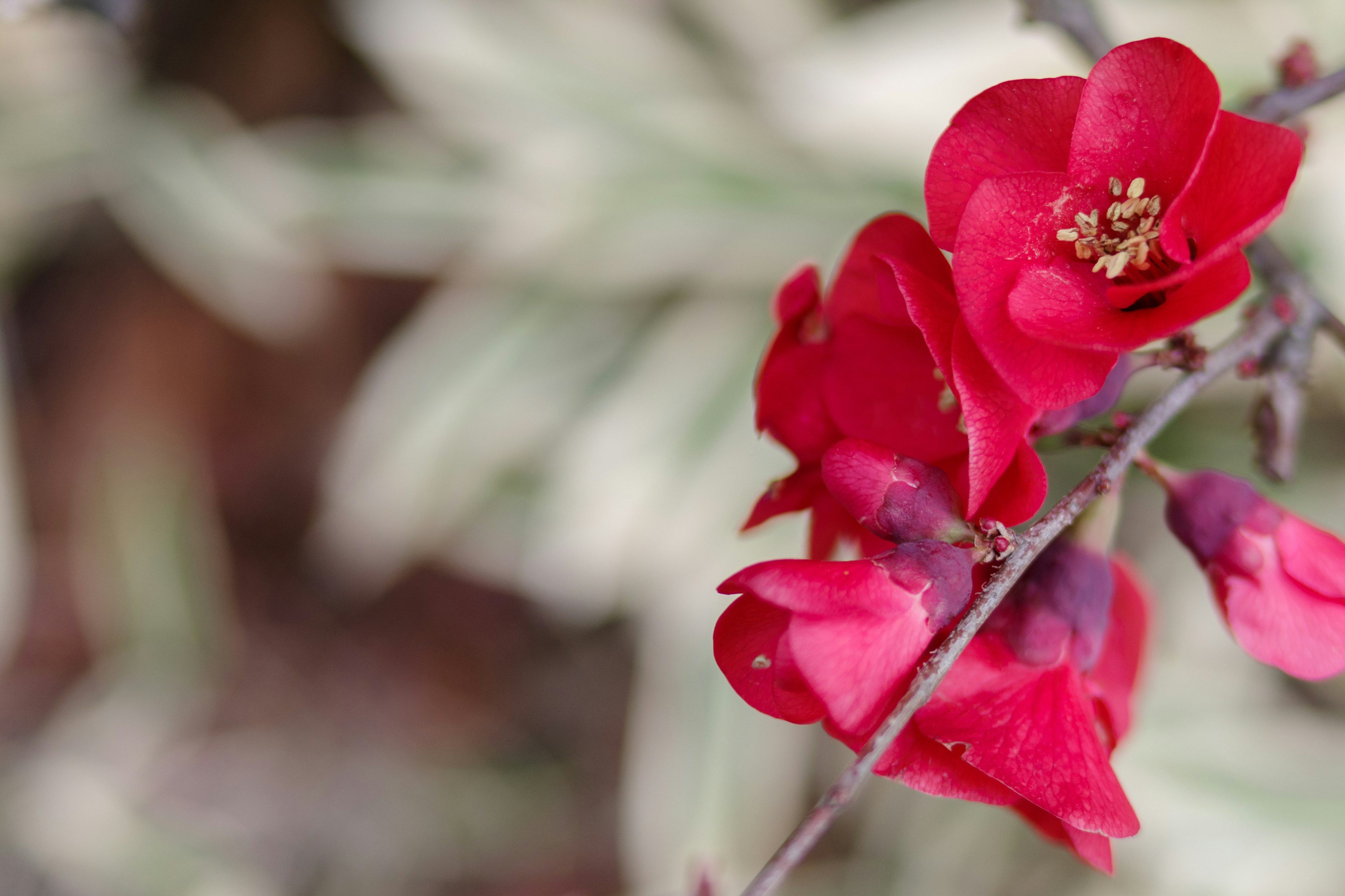 Primer plano de una planta con flores rojas vibrantes y hojas verdes