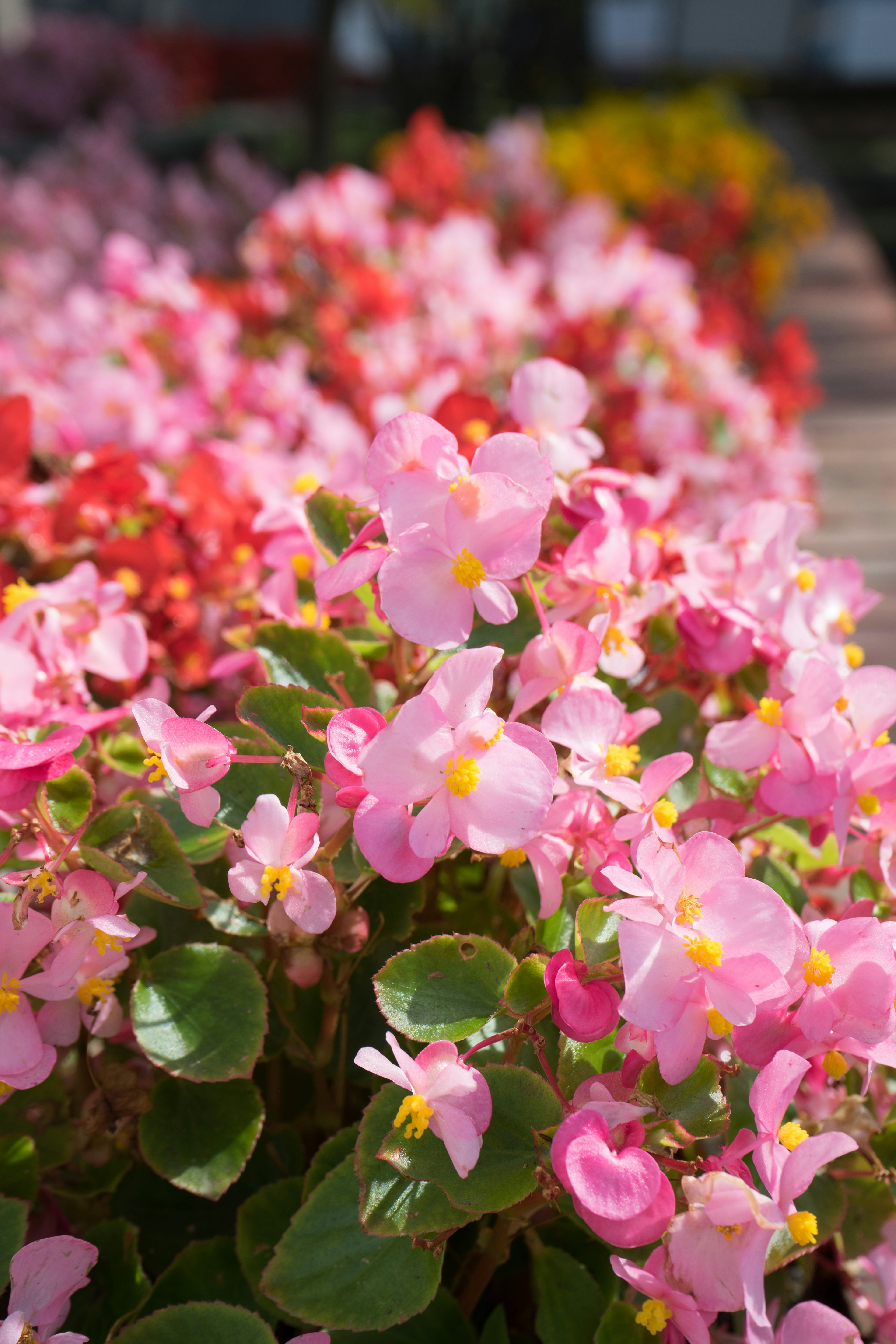 Begonie vivaci in tonalità di rosa e rosso disposte in un giardino