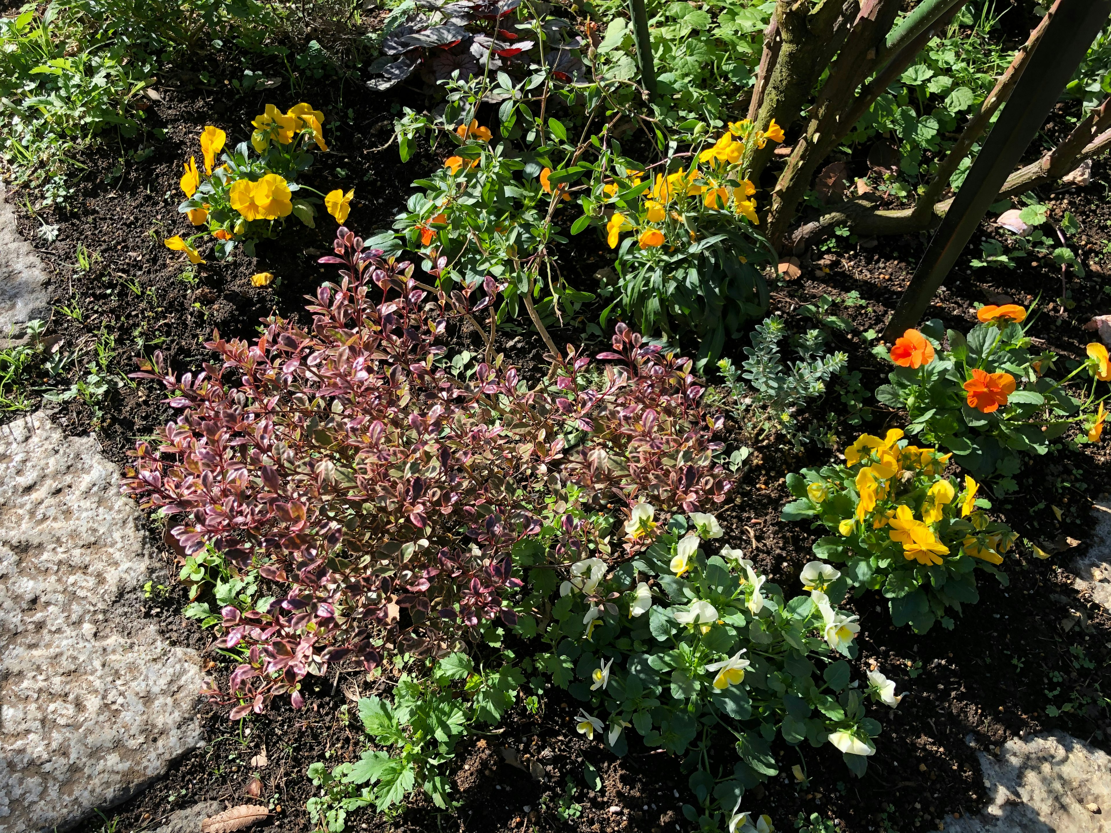 Un angolo di giardino vivace con viole gialle e fogliame viola