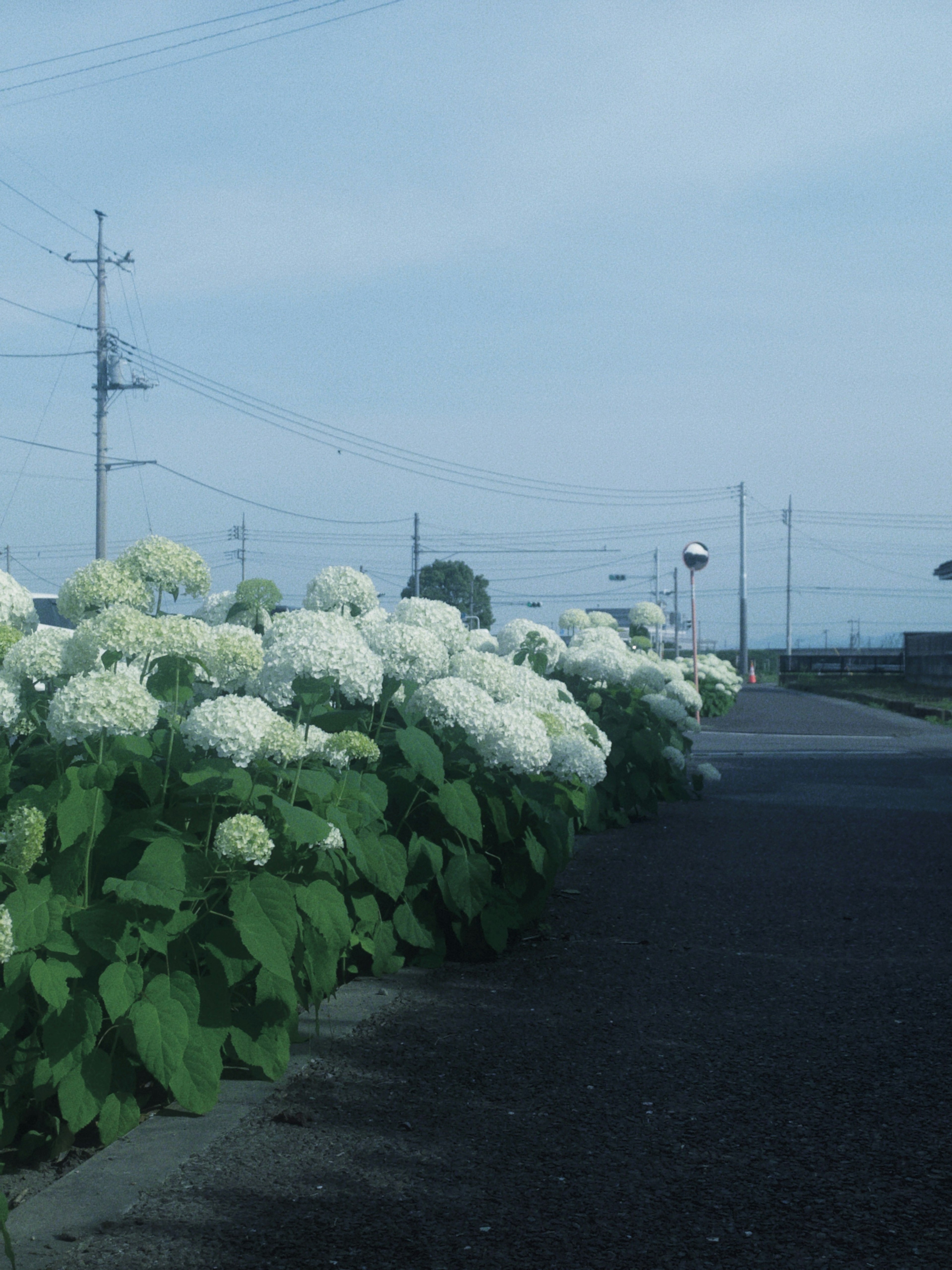 白い花が咲く道沿いの風景と青空