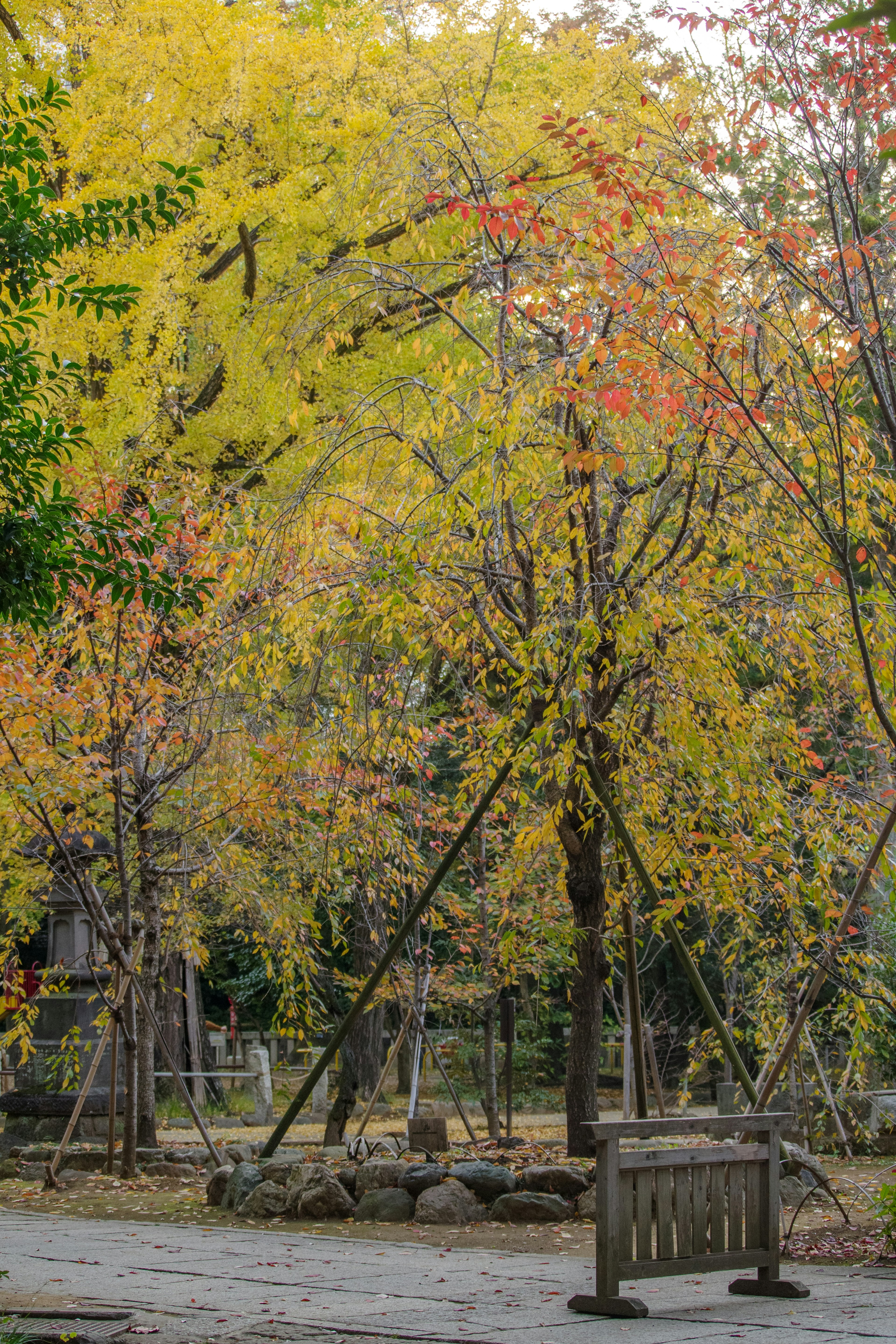 Parco autunnale panoramico con foglie gialle e arancioni vivaci su alberi panchine in un ambiente tranquillo