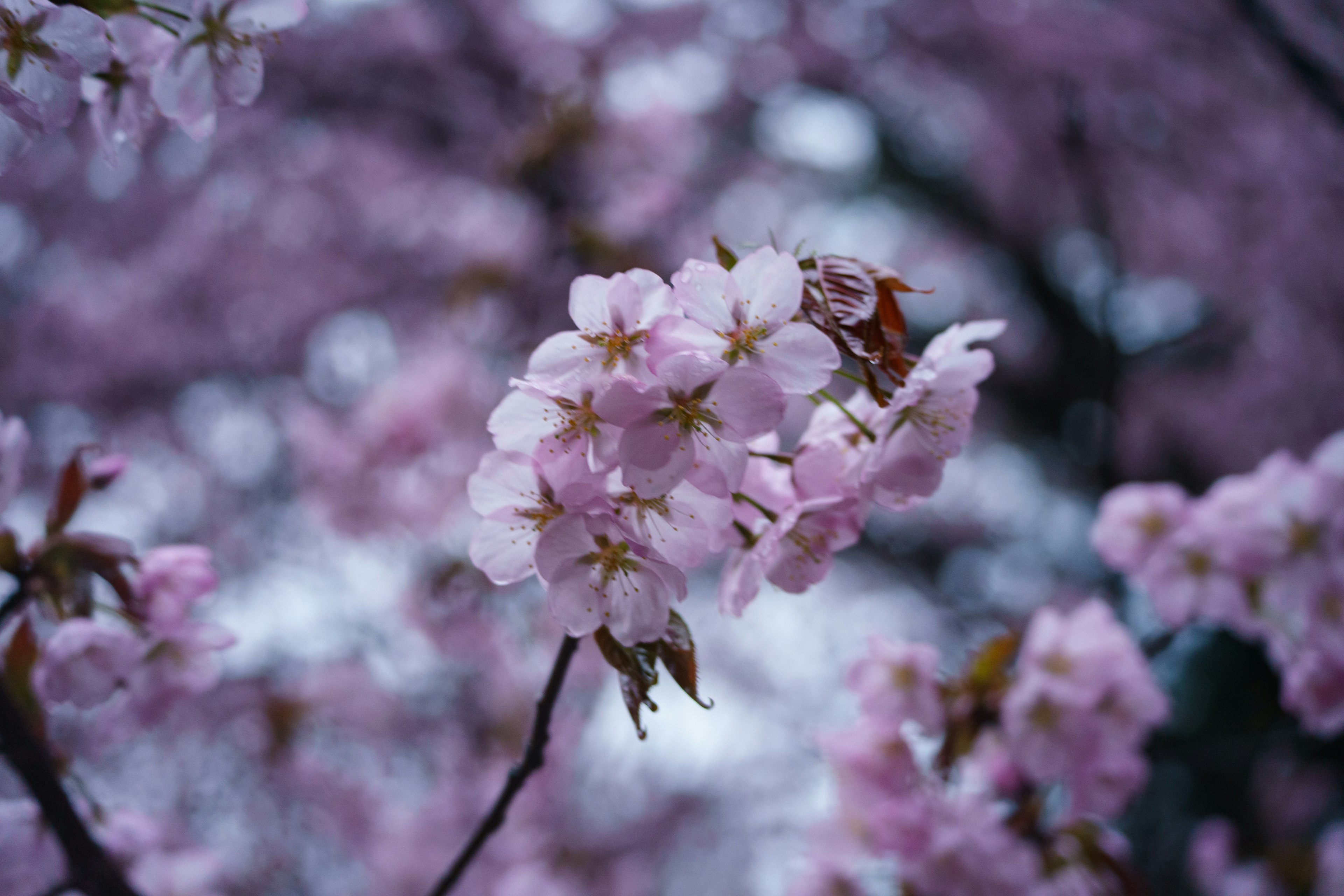 Primer plano de flores de cerezo en flor