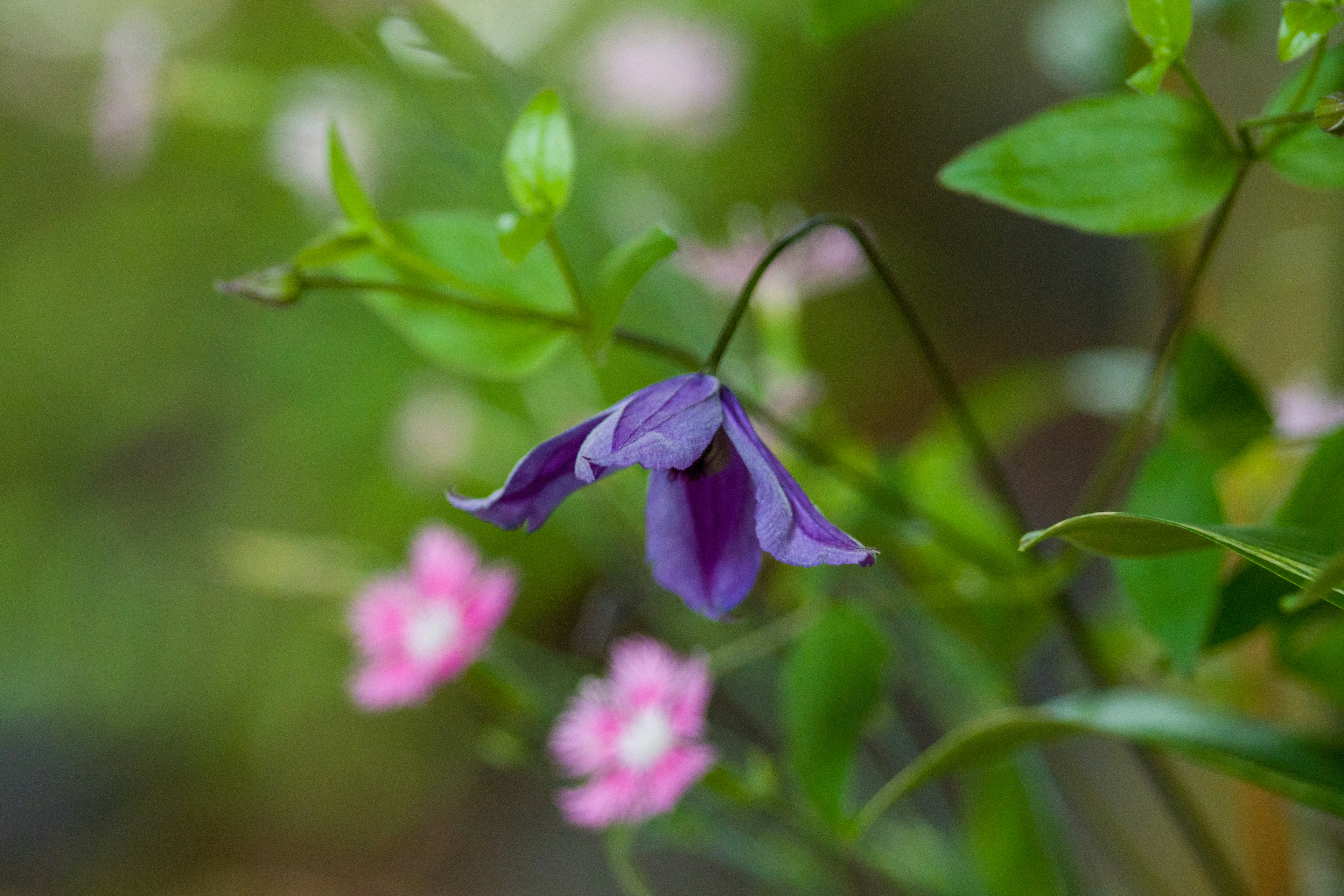 Primo piano di un fiore viola con foglie verdi