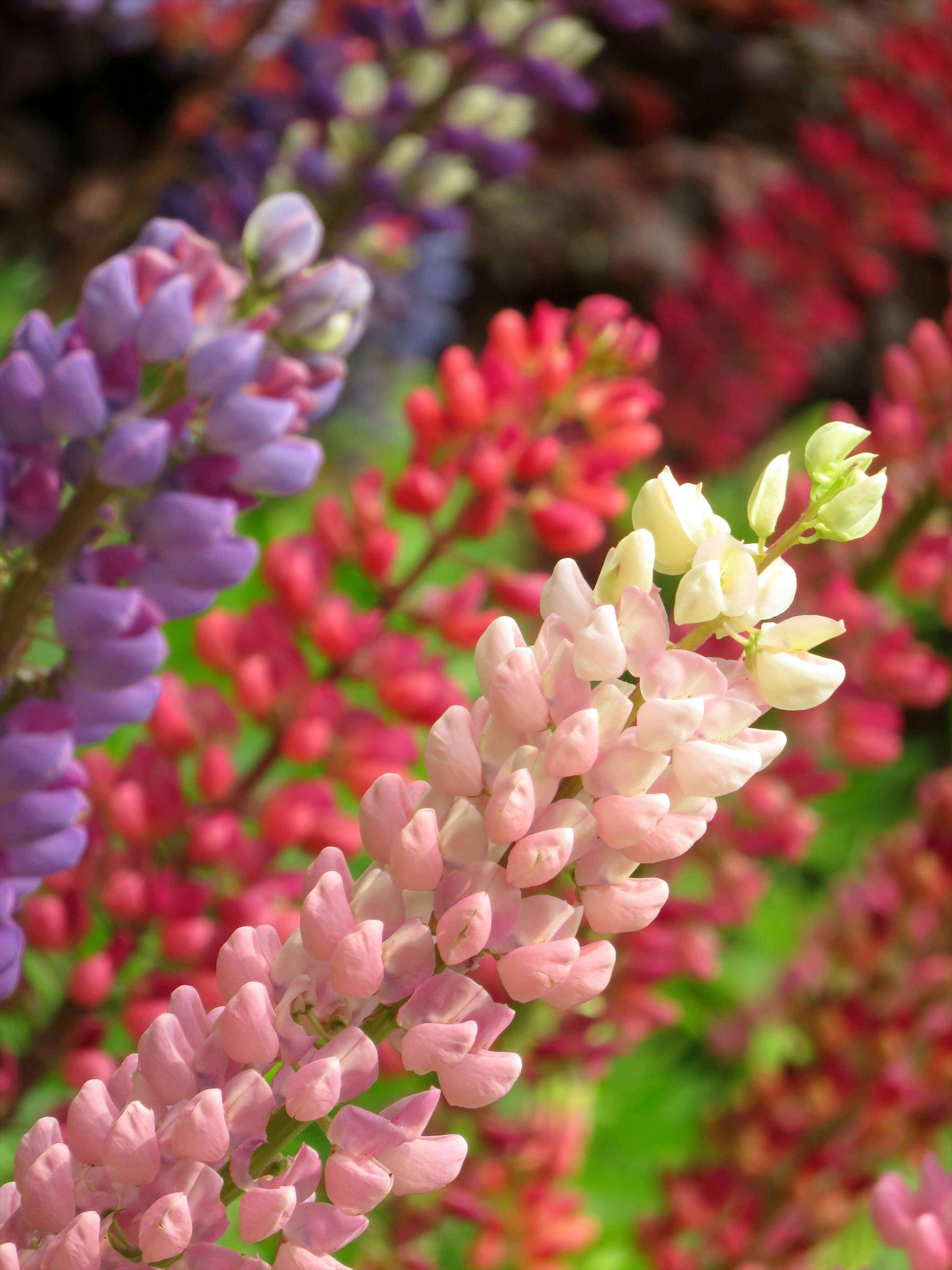 Bunte Lupinenblüten blühen in einem Garten