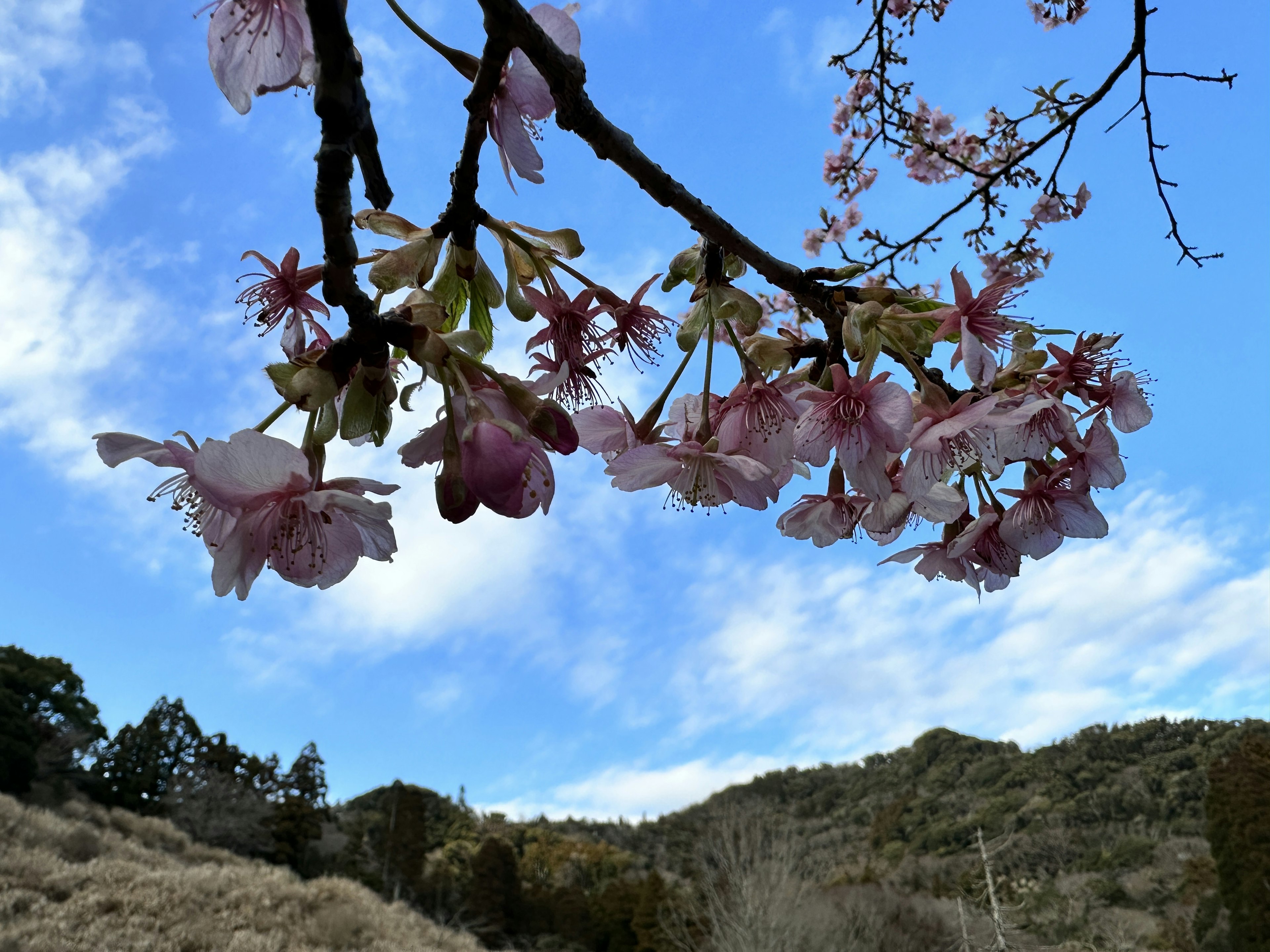 Branche de cerisier sous un ciel bleu