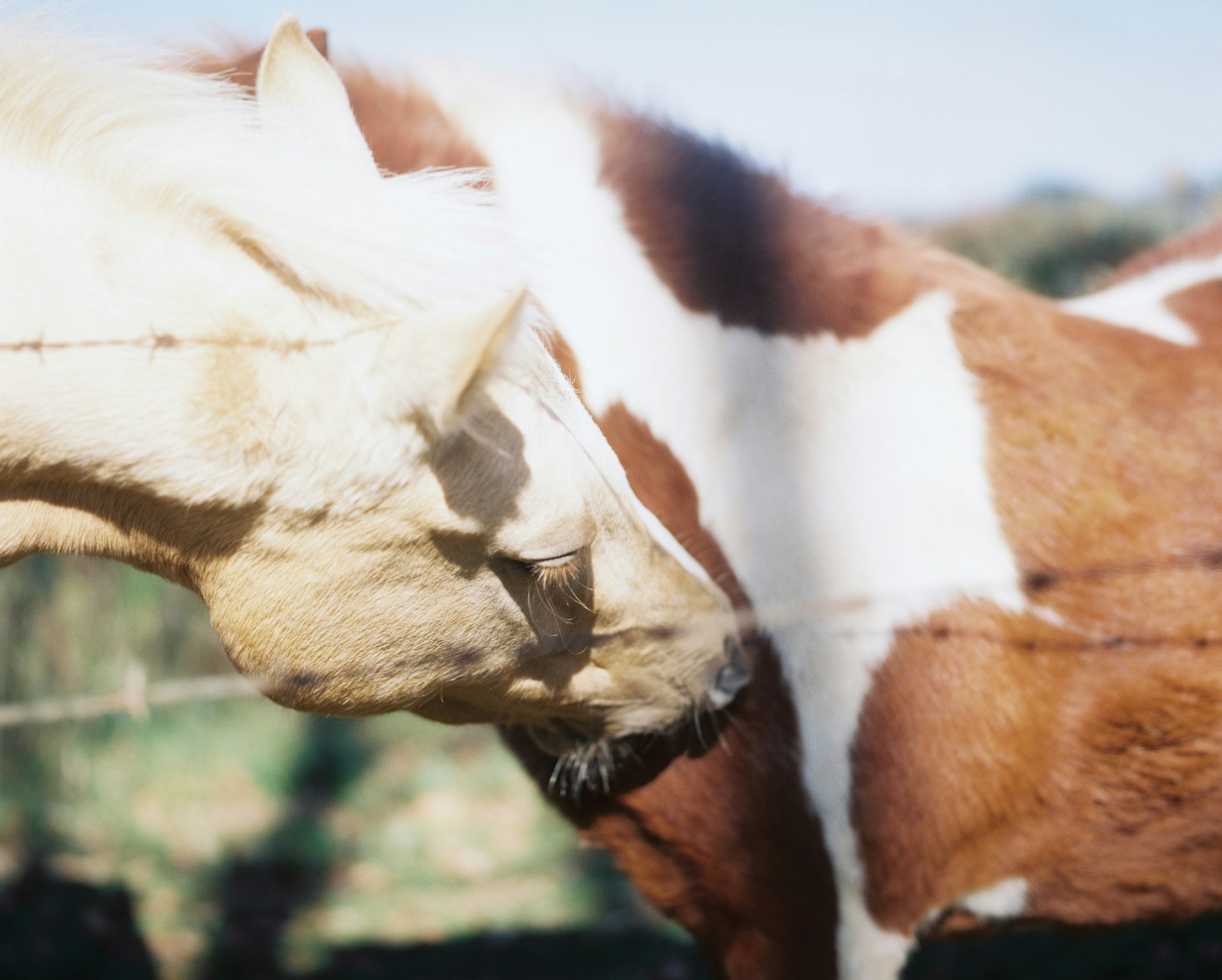 白と茶色の模様の牛と馬が近くで見つめ合っている