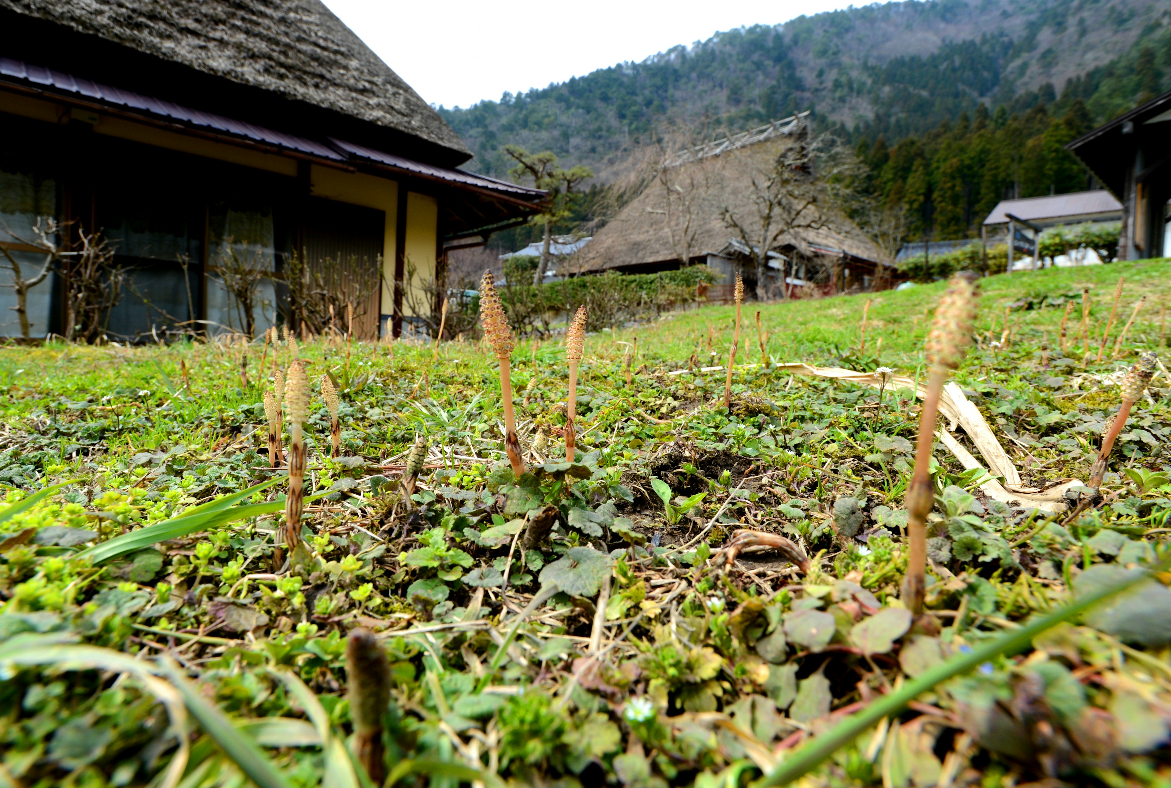 Paysage rural avec des pousses de printemps et des maisons traditionnelles