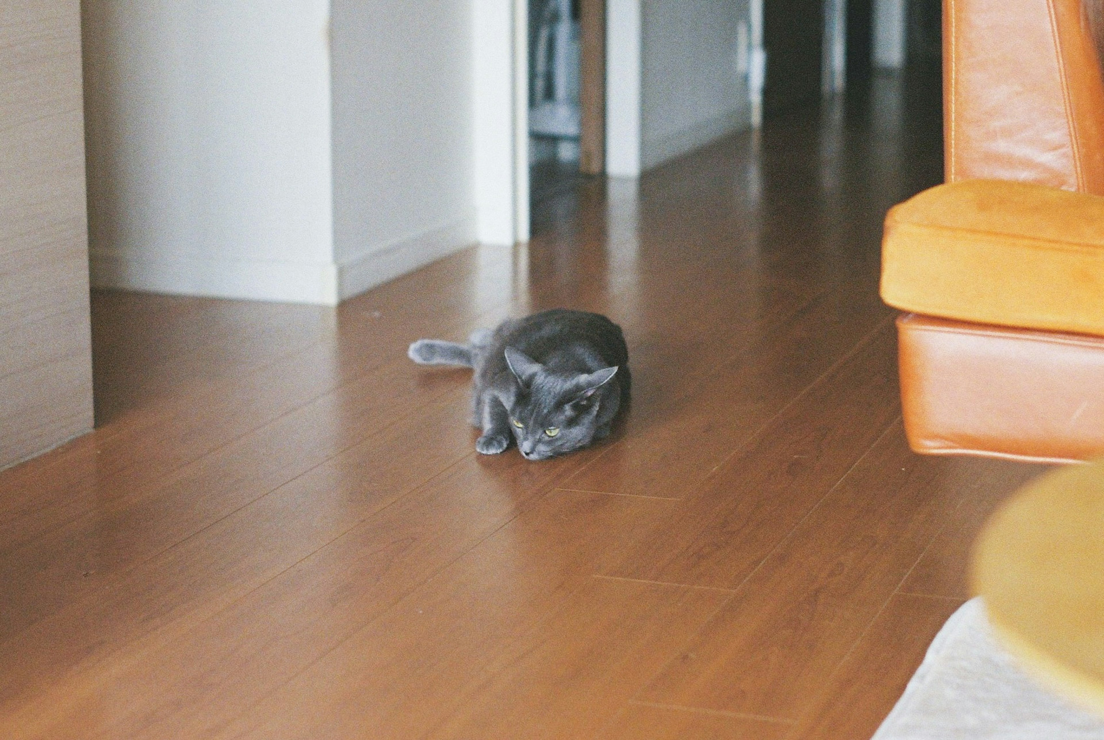 Gray cat lounging on hardwood floor with orange sofa nearby