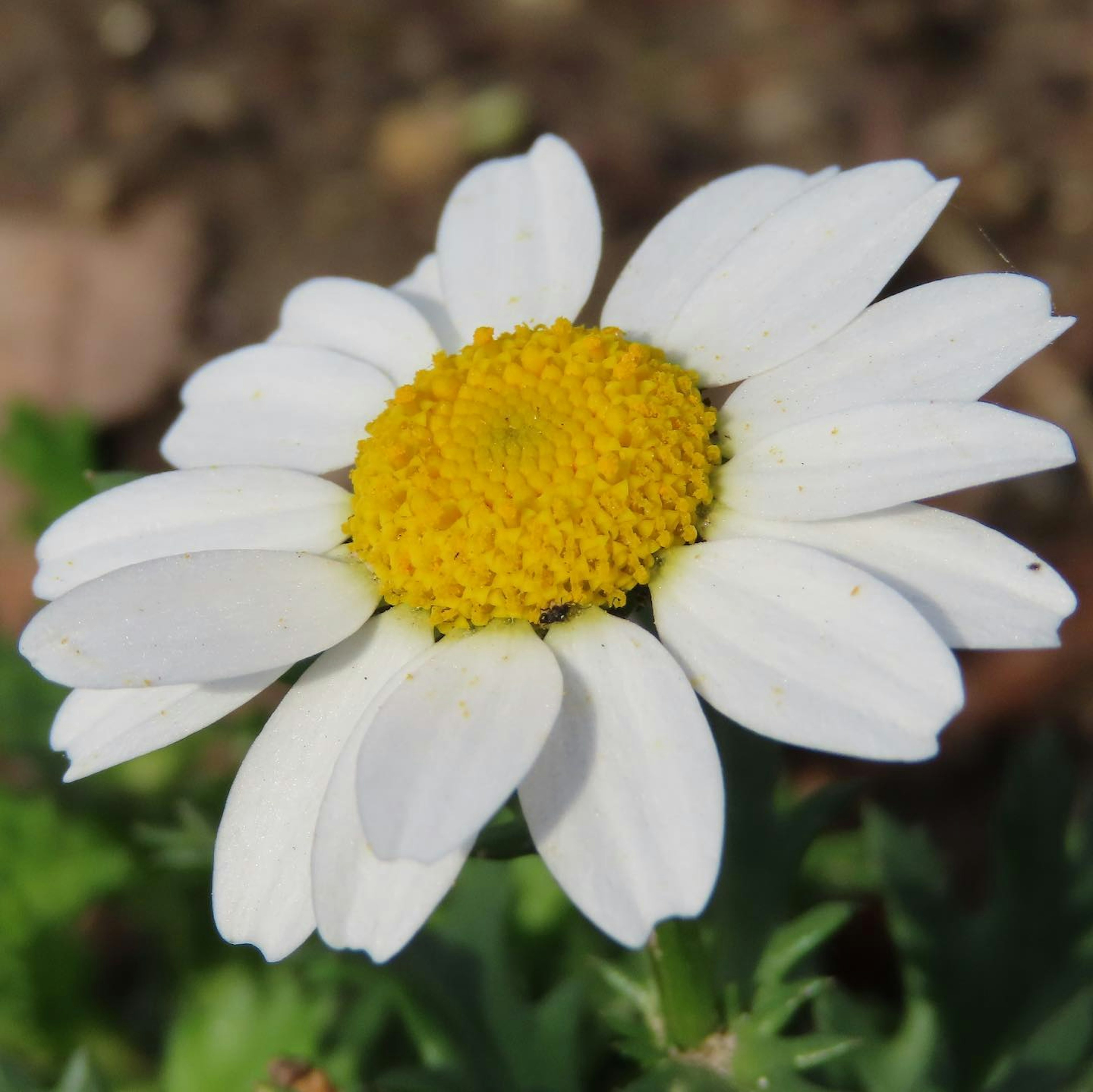 Flor de margarita con pétalos blancos y un centro amarillo