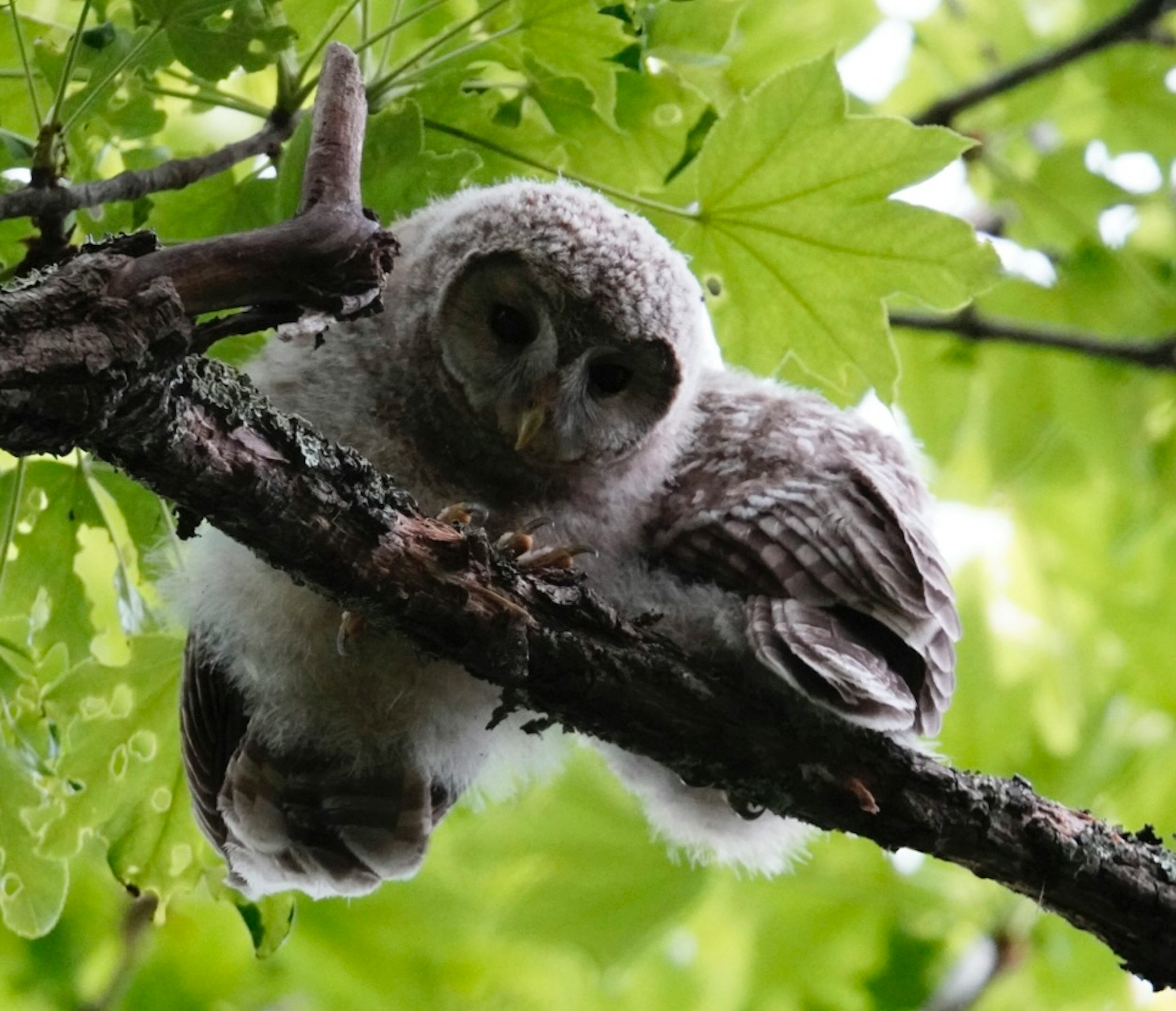 A fluffy owl chick perched on a branch surrounded by green leaves