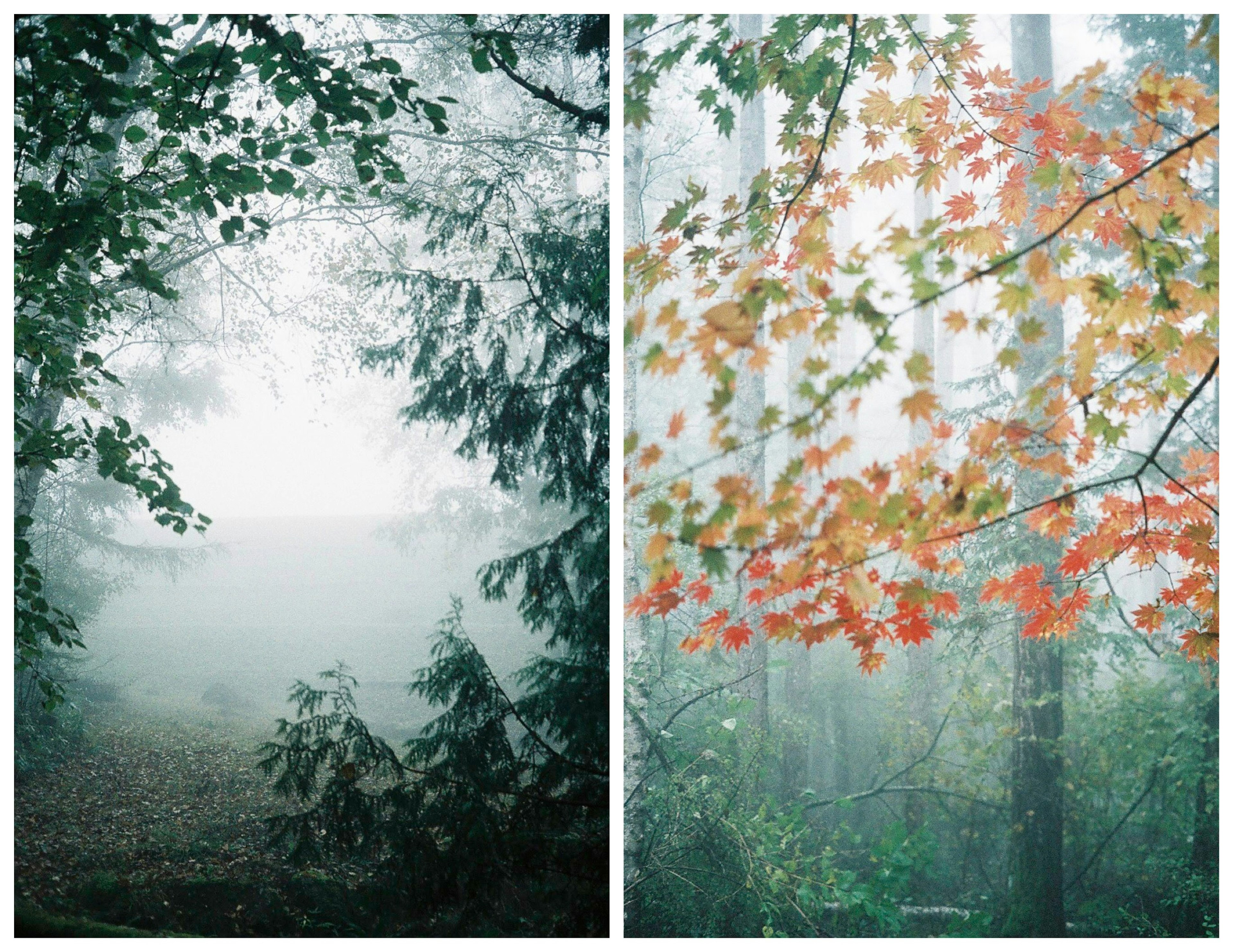 Paesaggio forestale nebbioso con foglie verdi a sinistra e foglie arancioni a destra