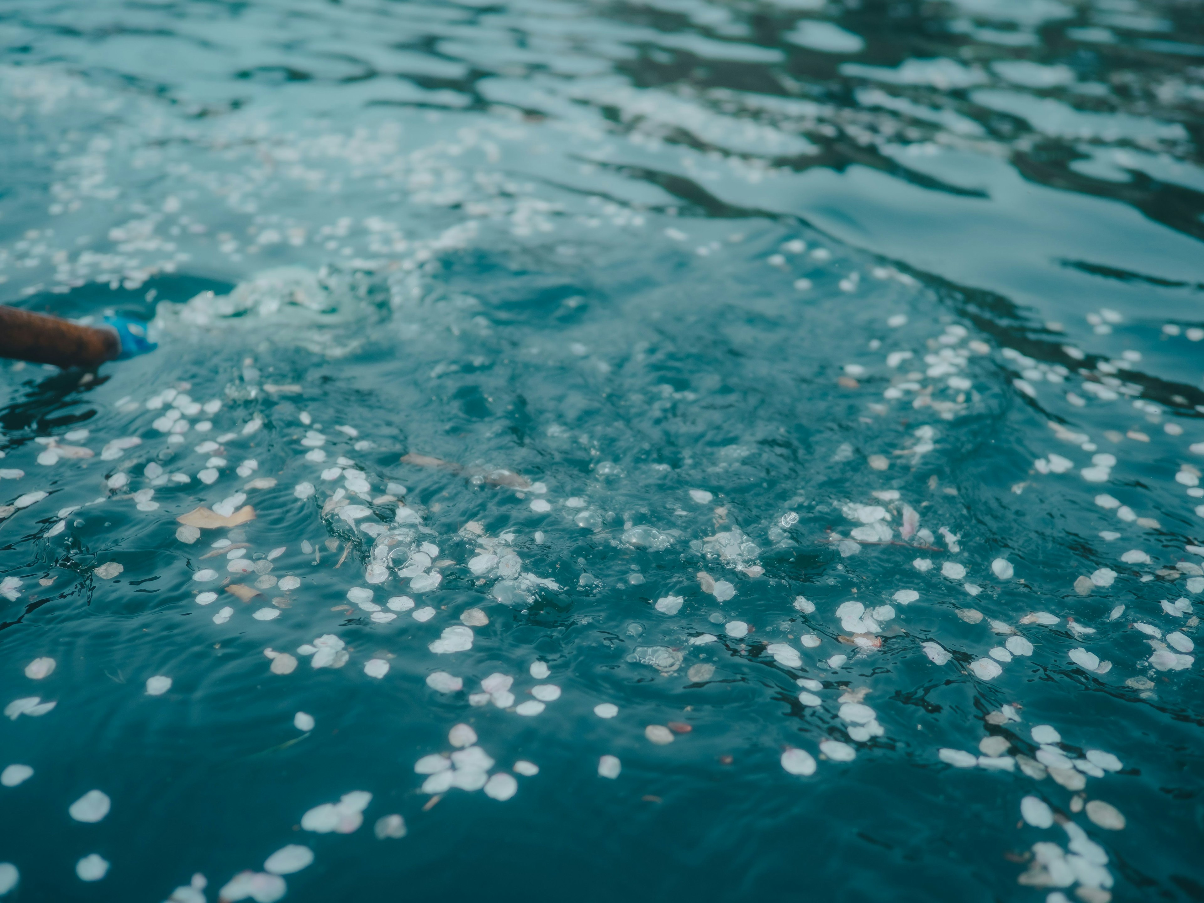 水面に浮かぶ白い花びらと青い水の風景