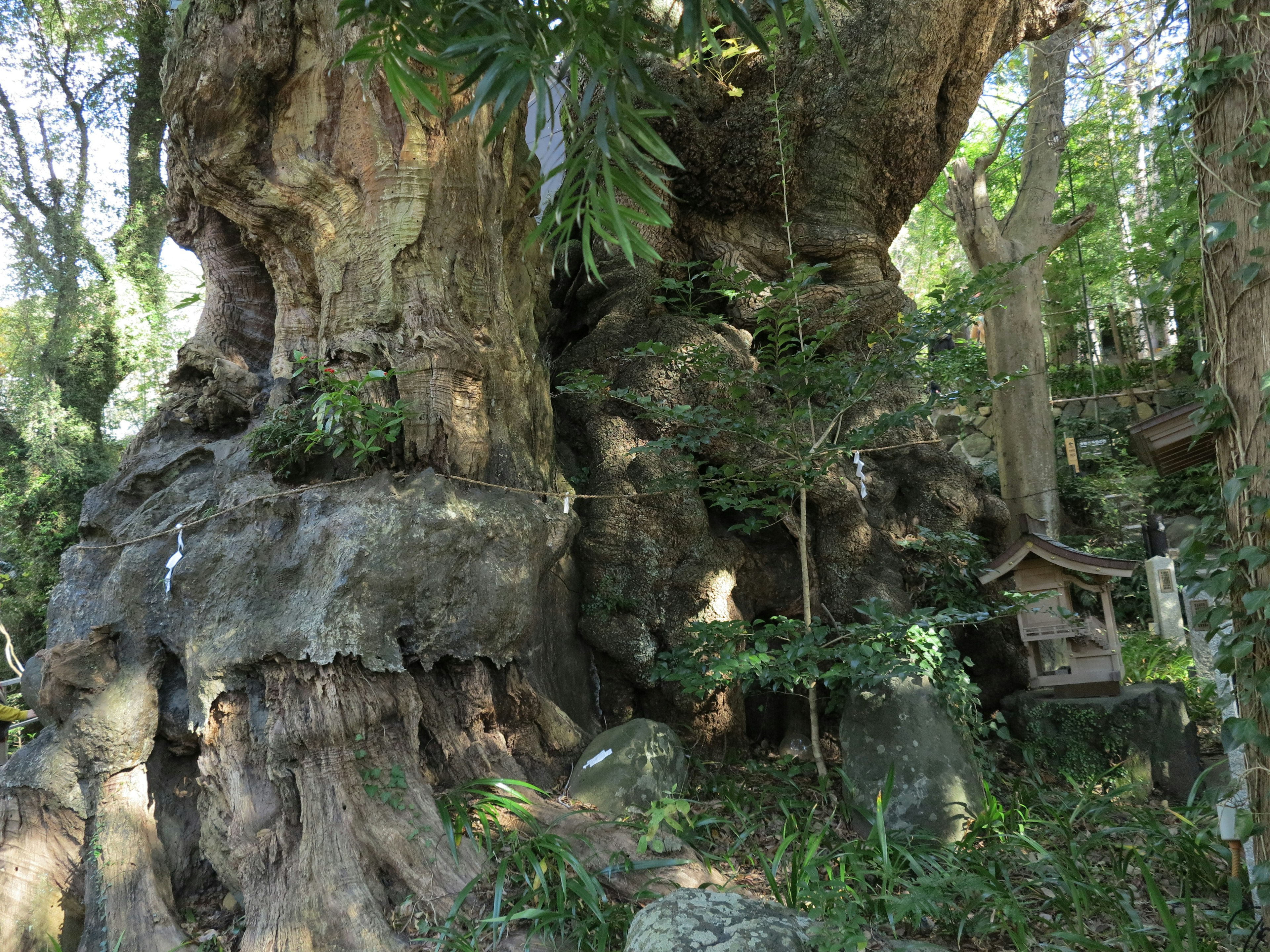 A large tree surrounded by lush green plants and foliage