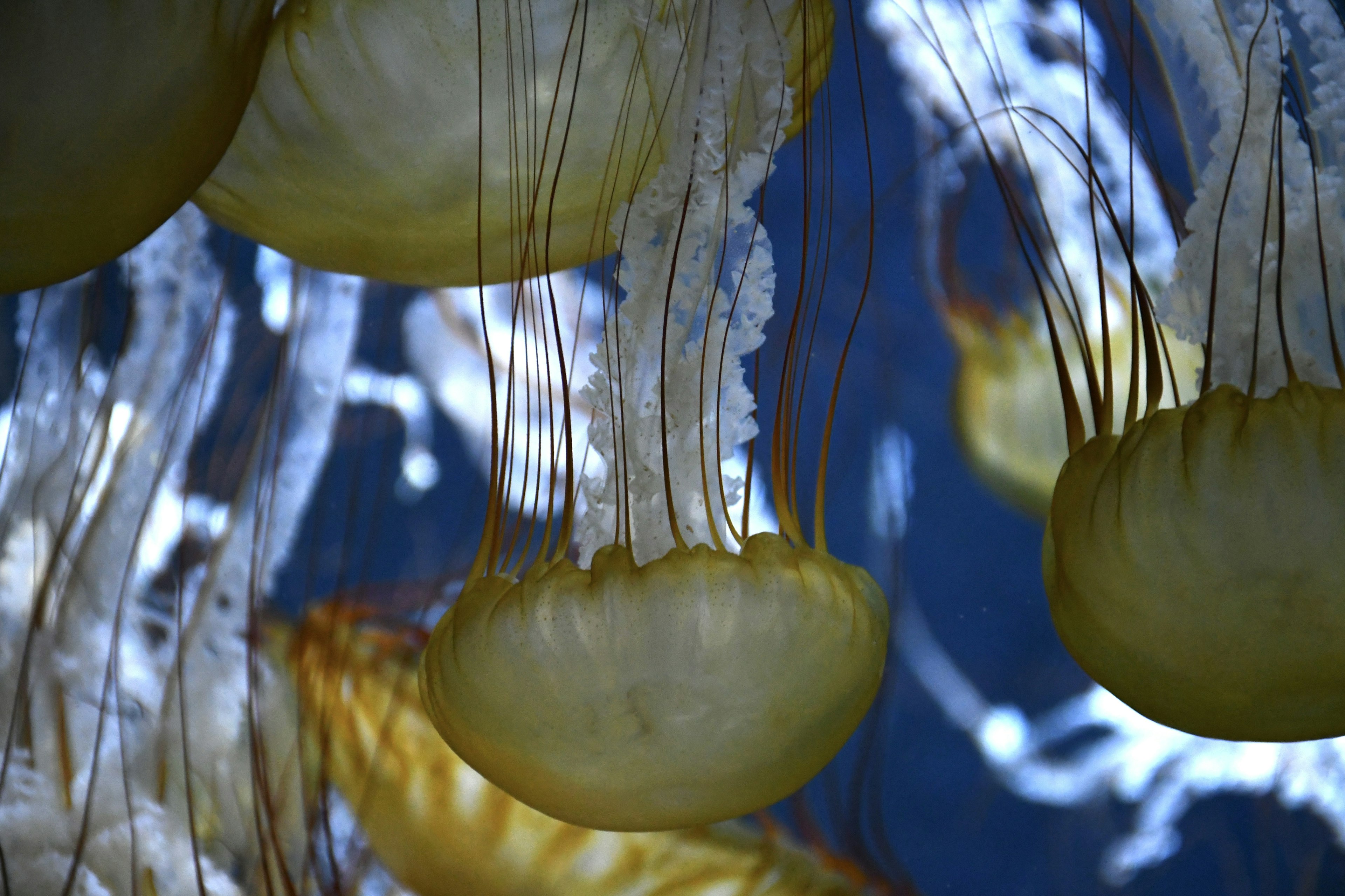 Gruppo di meduse che galleggiano in acqua meduse gialle su sfondo blu