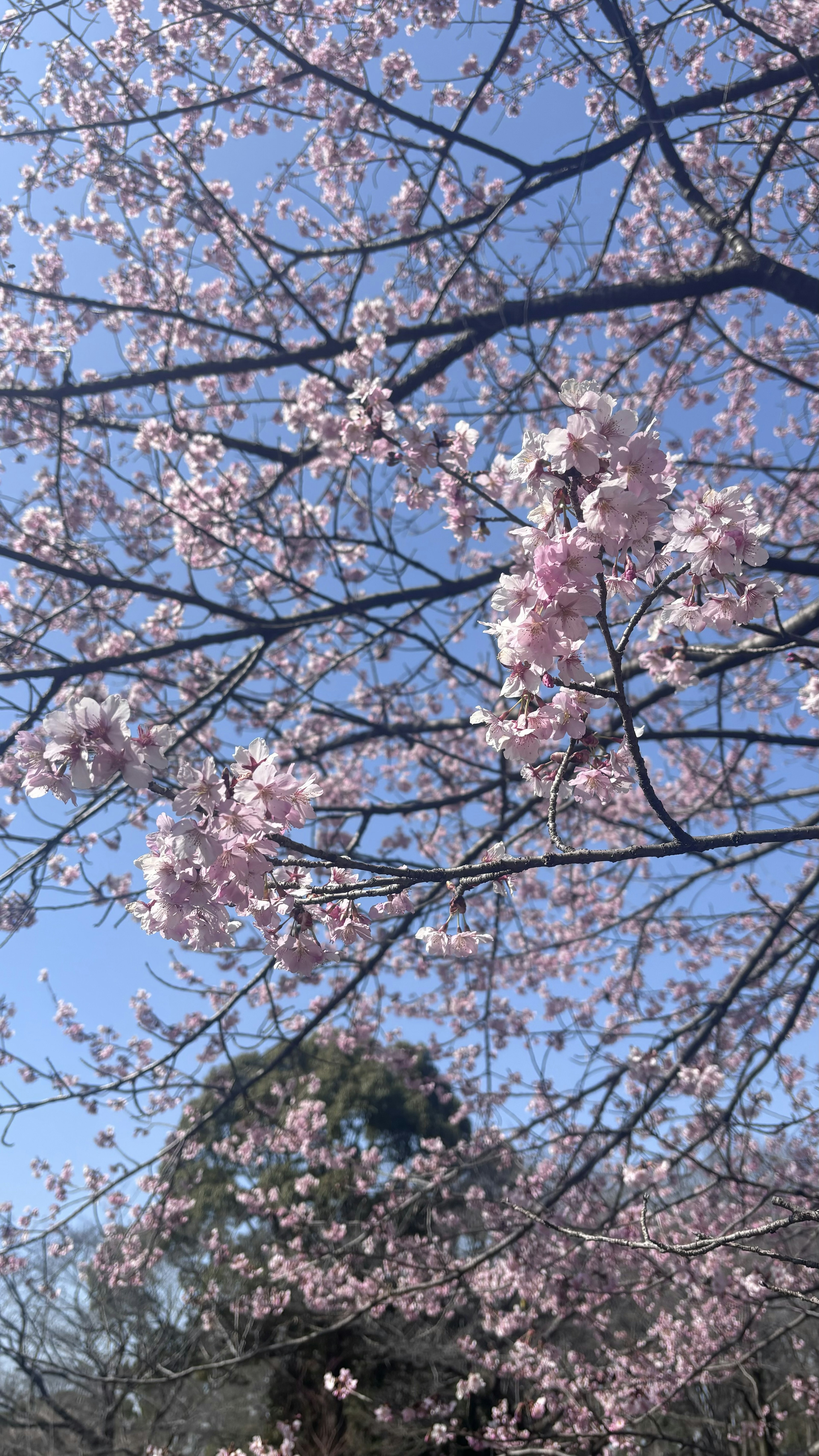 Close-up of cherry blossoms and branches under a blue sky