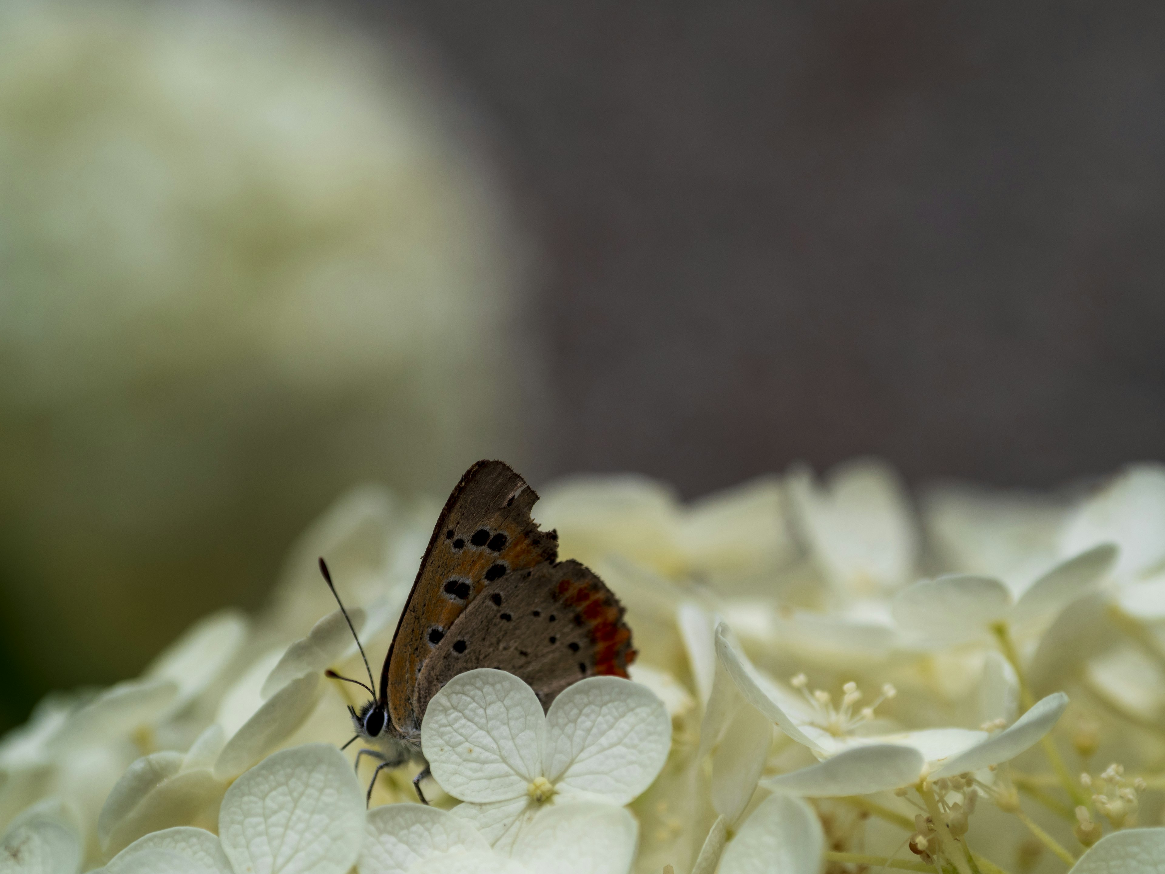 白い花の上にとまる茶色い蝶