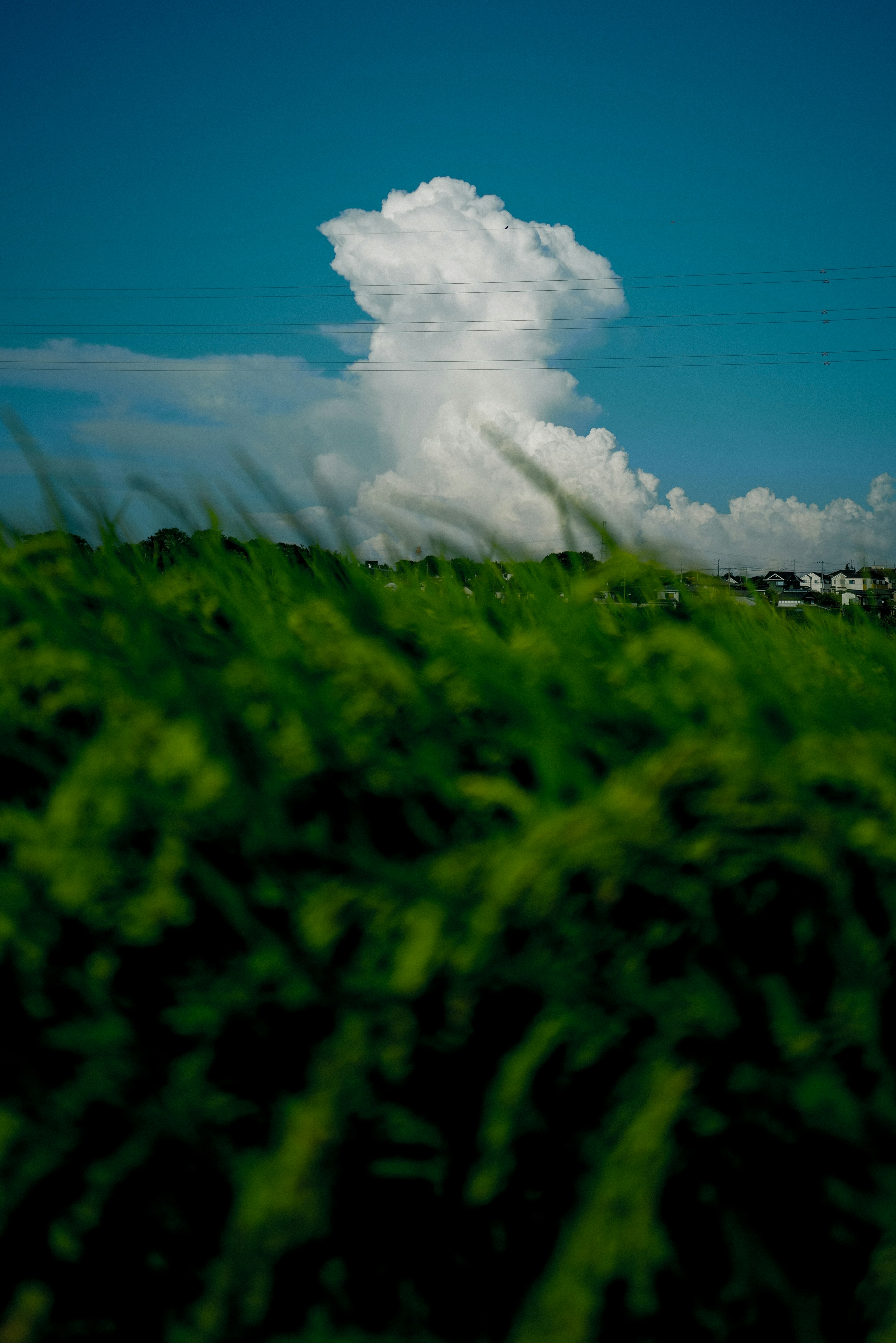 蓝天上的大云和绿色草地的前景