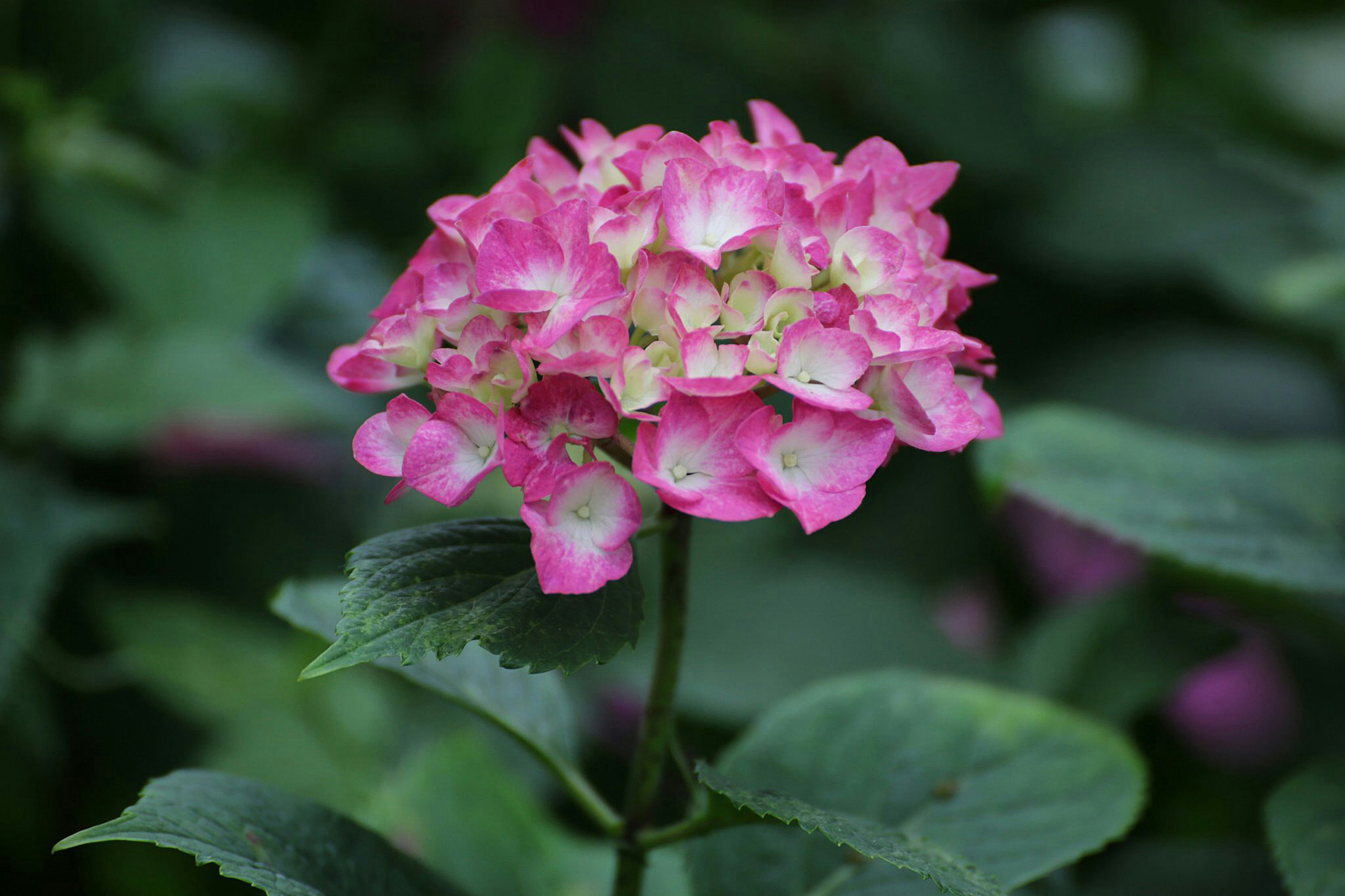 Sebuah bunga hydrangea merah muda mekar di antara daun hijau