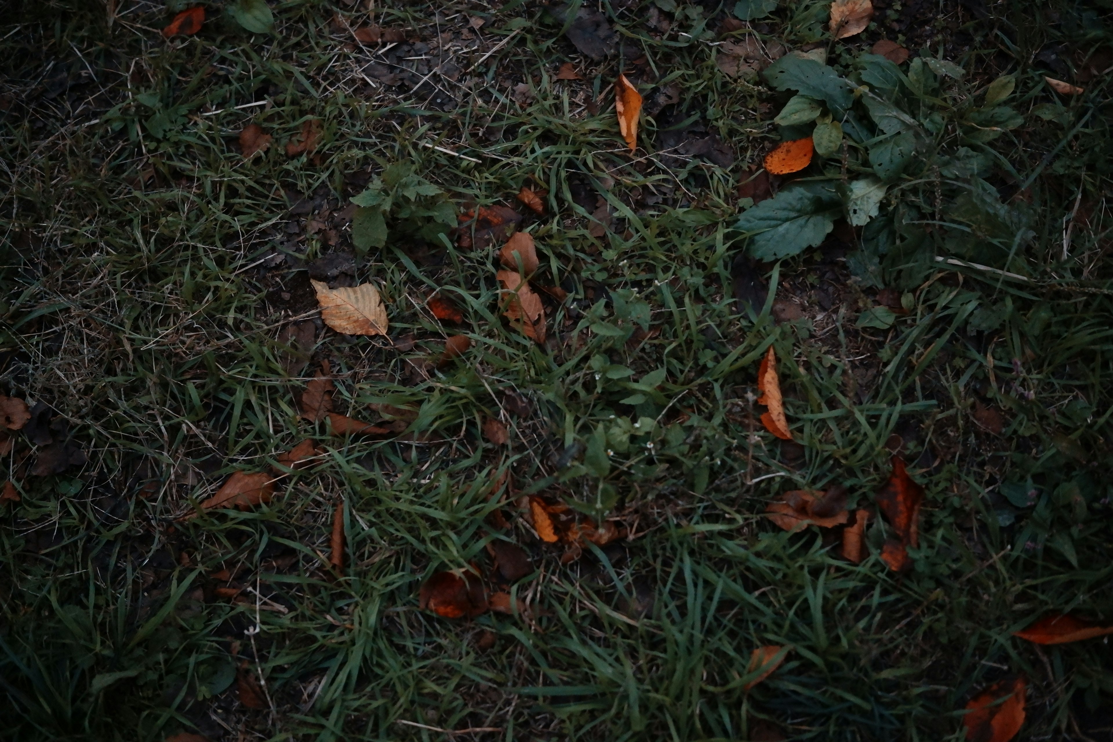 Feuilles orange éparpillées sur de l'herbe verte