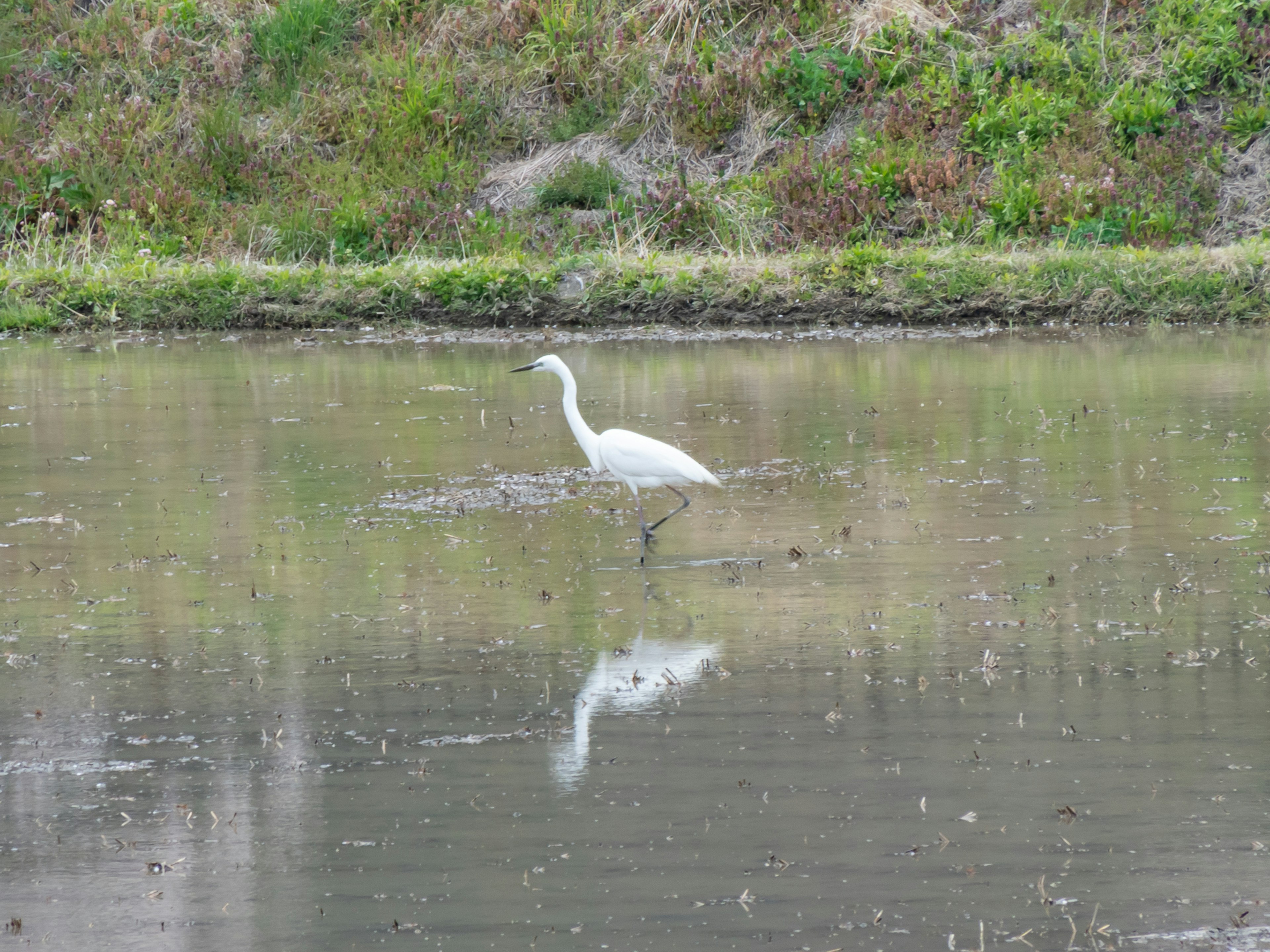 Una garza blanca de pie en el agua con reflejos