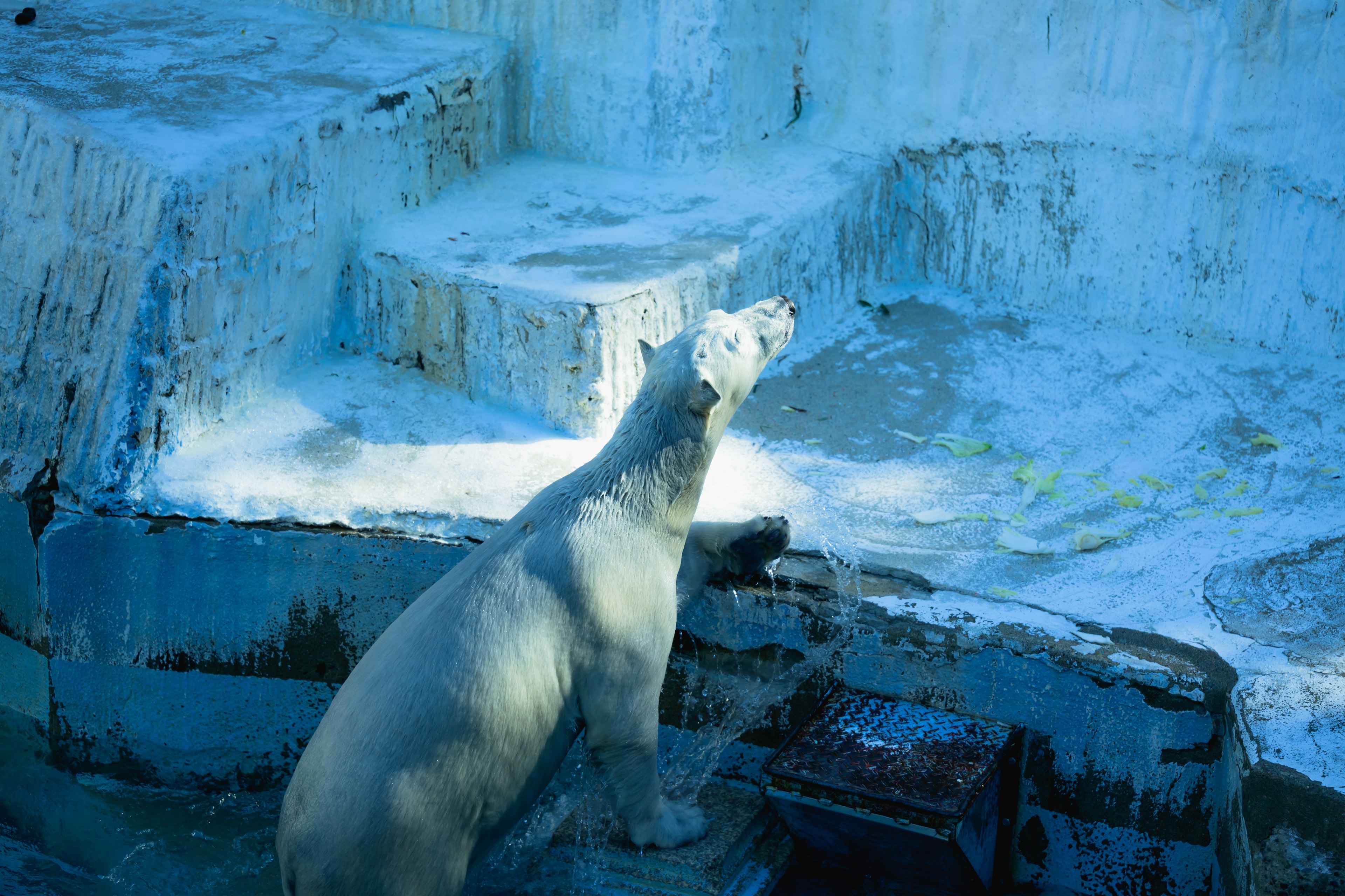 Un orso polare in piedi sul ghiaccio che guarda verso il cielo