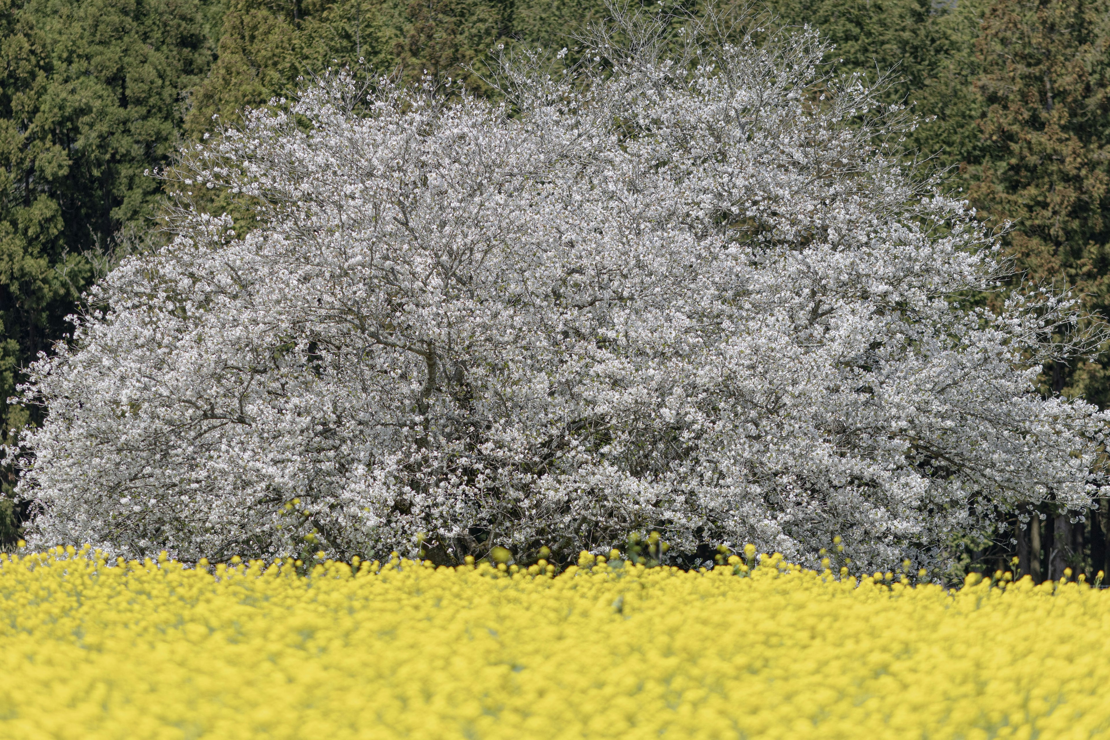 Un albero con fiori bianchi dietro un campo di fiori gialli