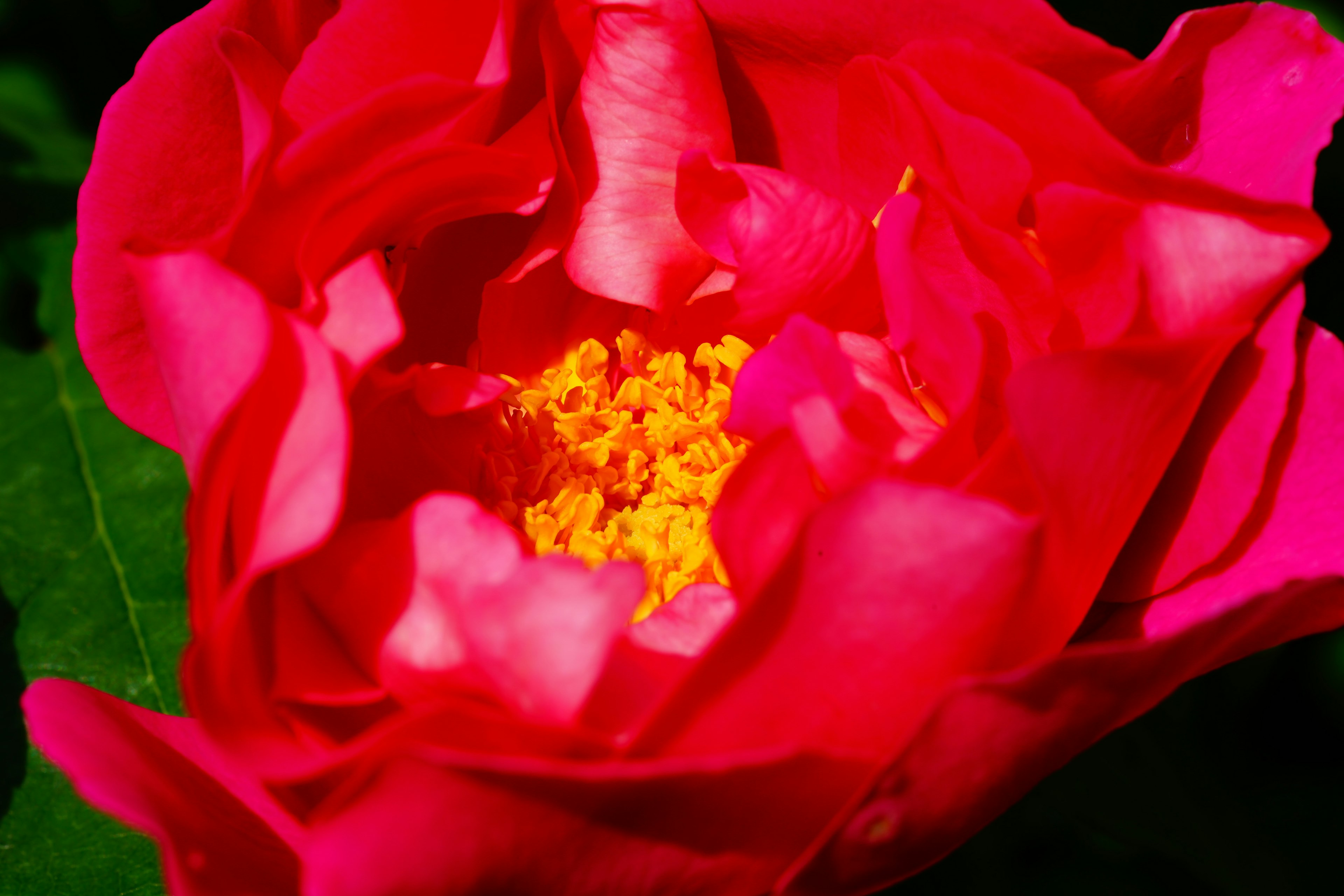 Gros plan d'une fleur rouge vive avec des étamines jaunes