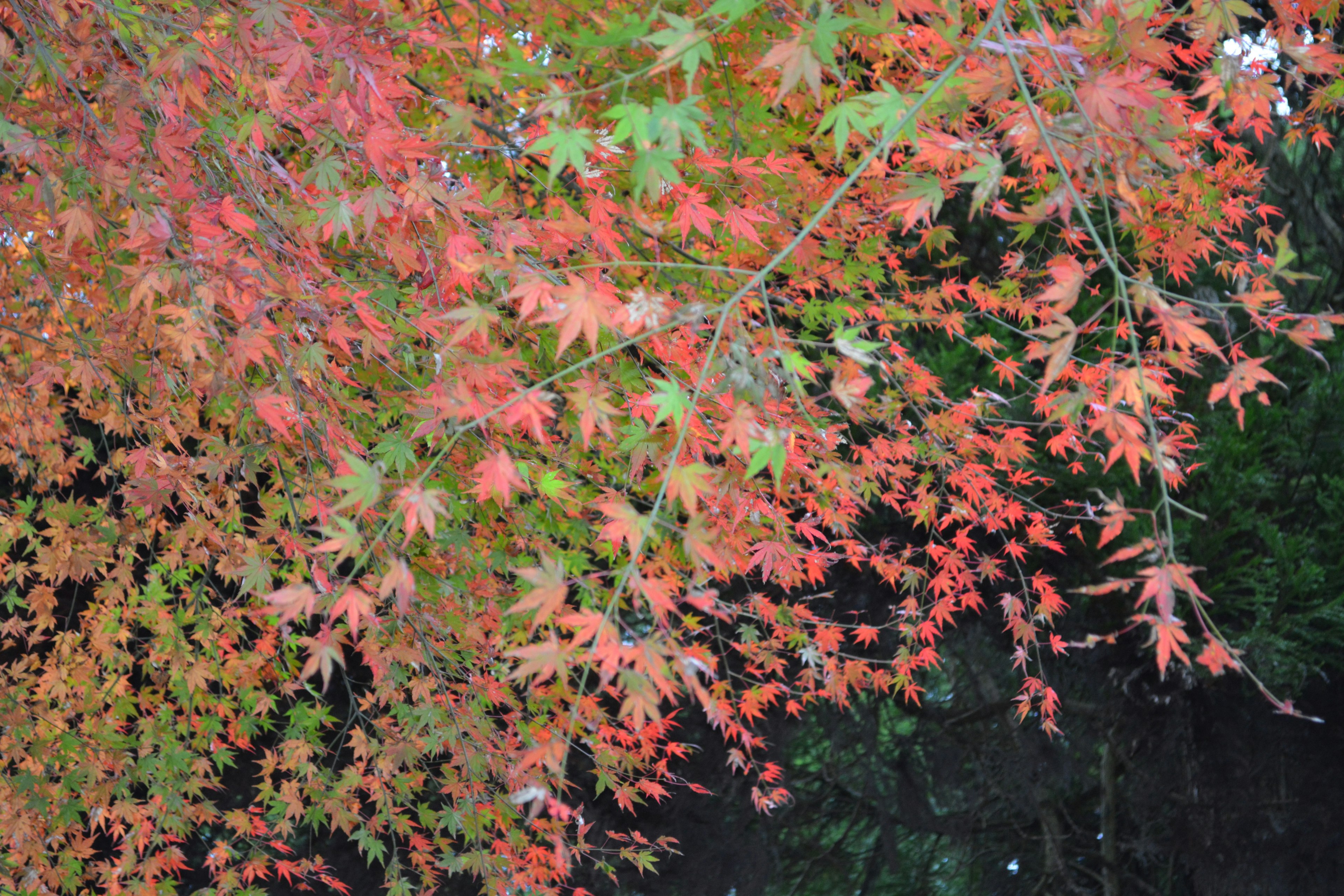 Vibrant autumn leaves in shades of red and orange on a tree branch