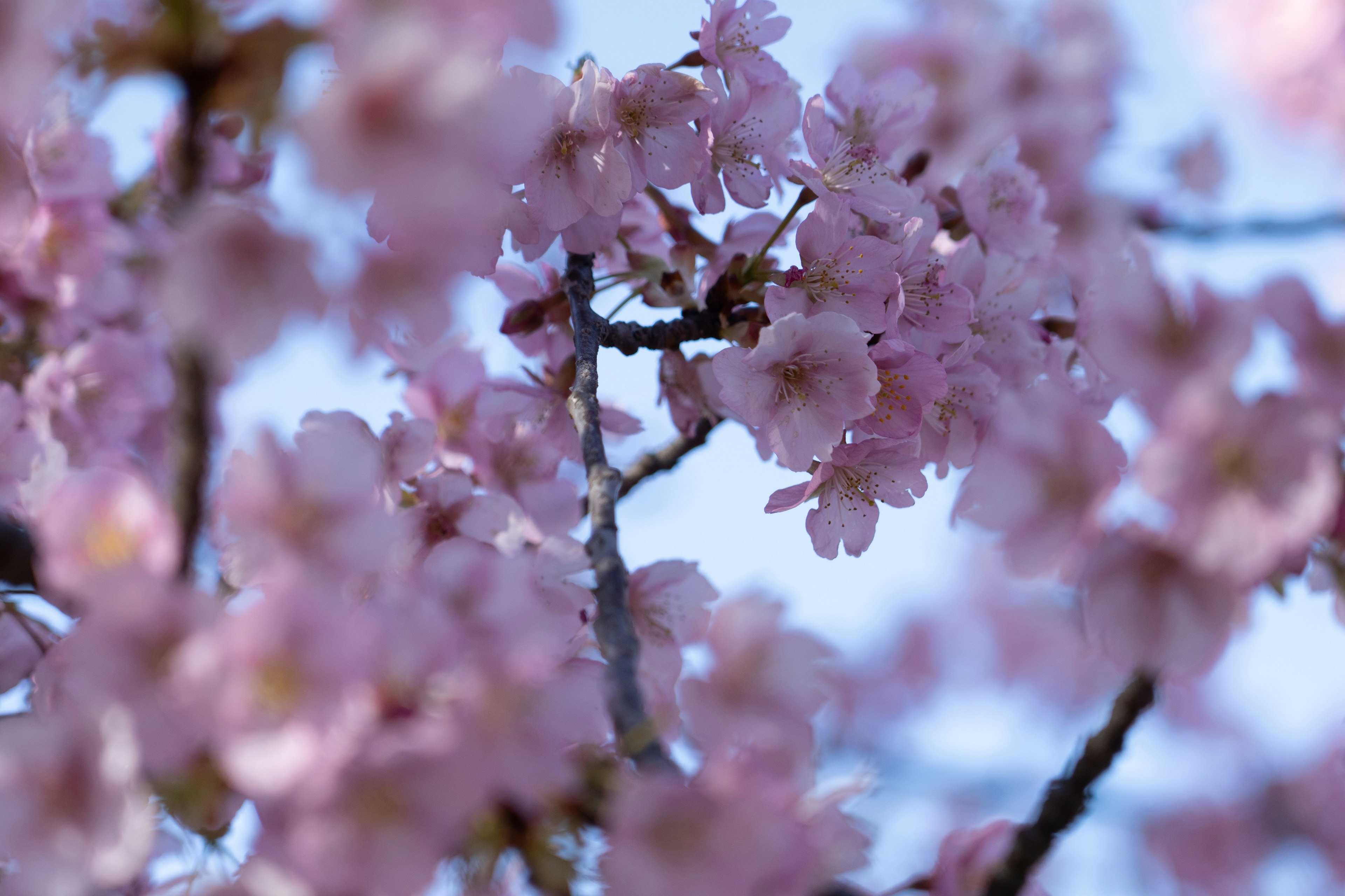 Close-up of cherry blossom branches with pink flowers against a clear blue sky