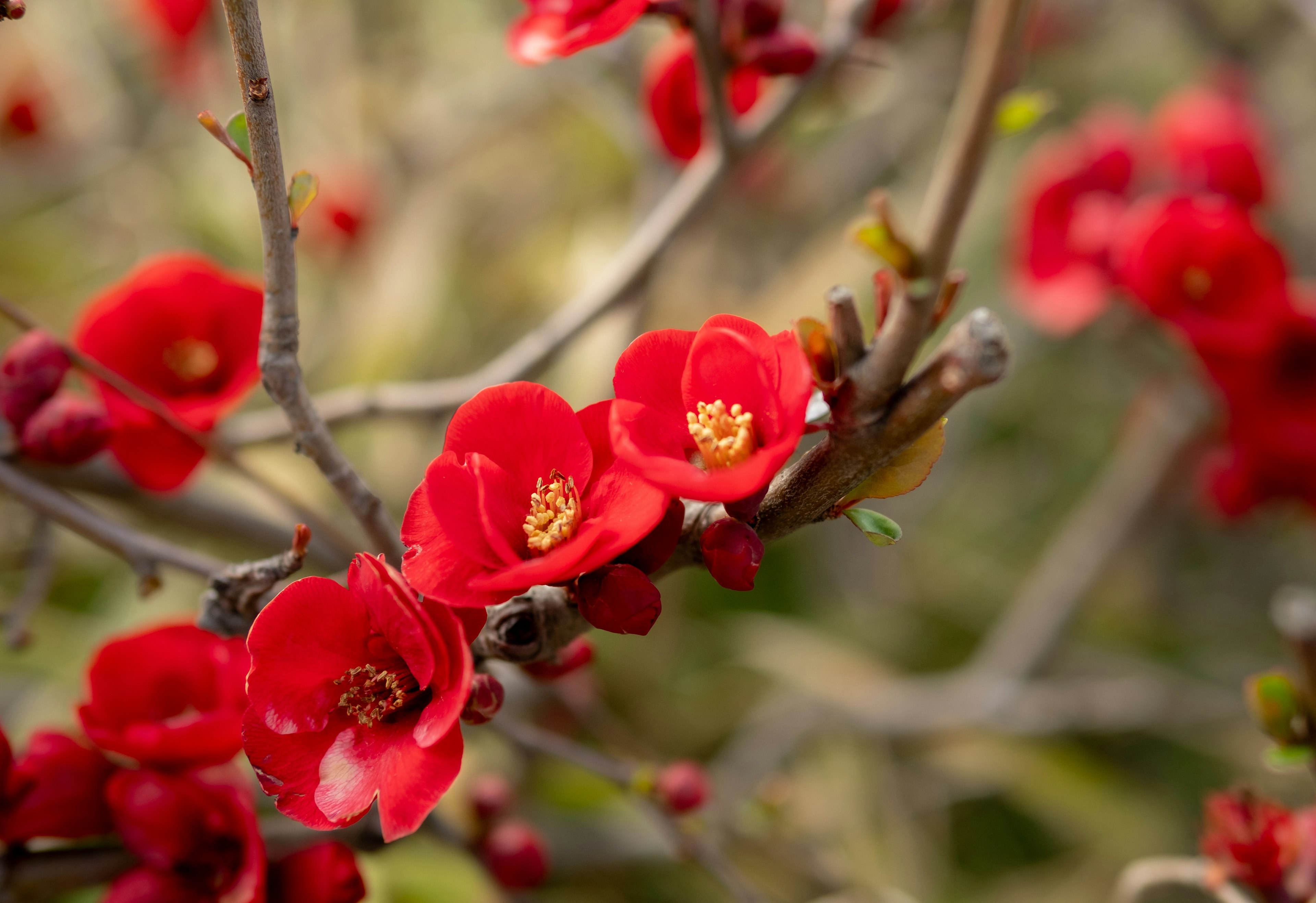 Close-up of branches with bright red flowers